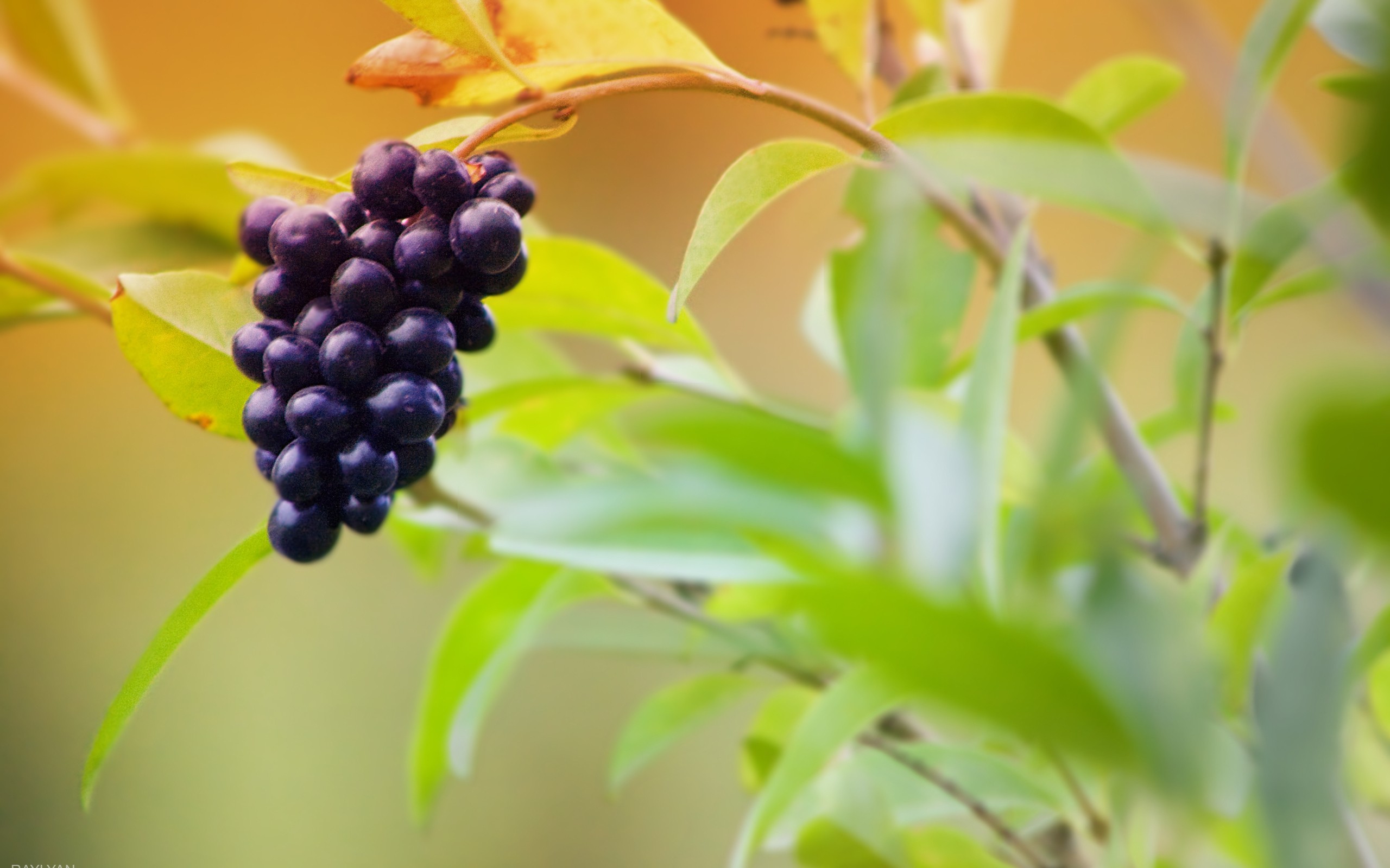 2560x1600 Finest collections of free grapes hd wallpaper