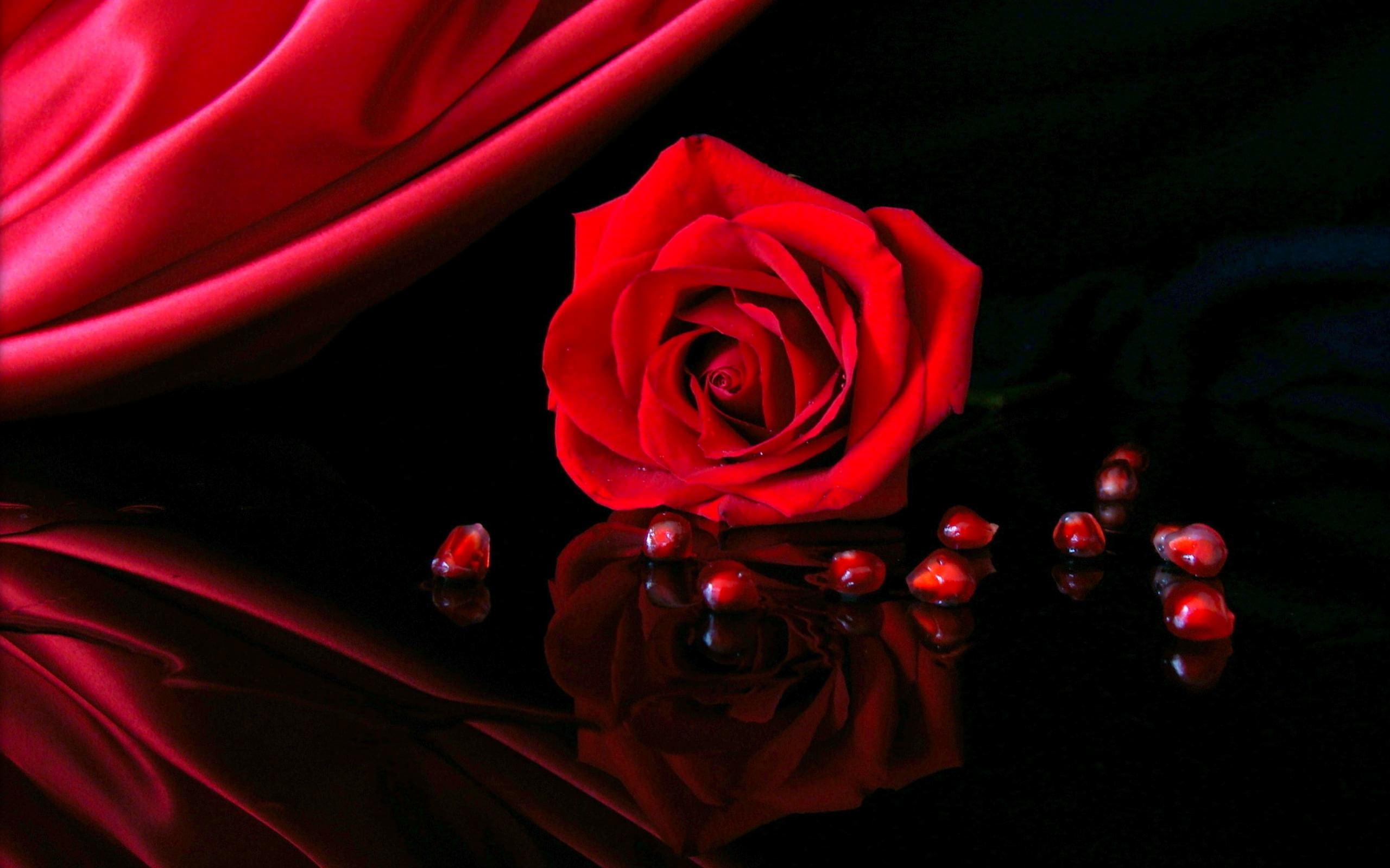 2560x1600 Red Rose In Black Background