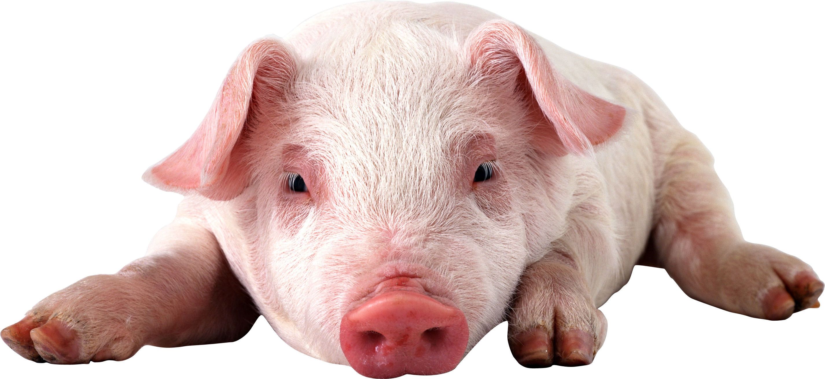 2852x1312 ... pig png images free picture download pigs ...