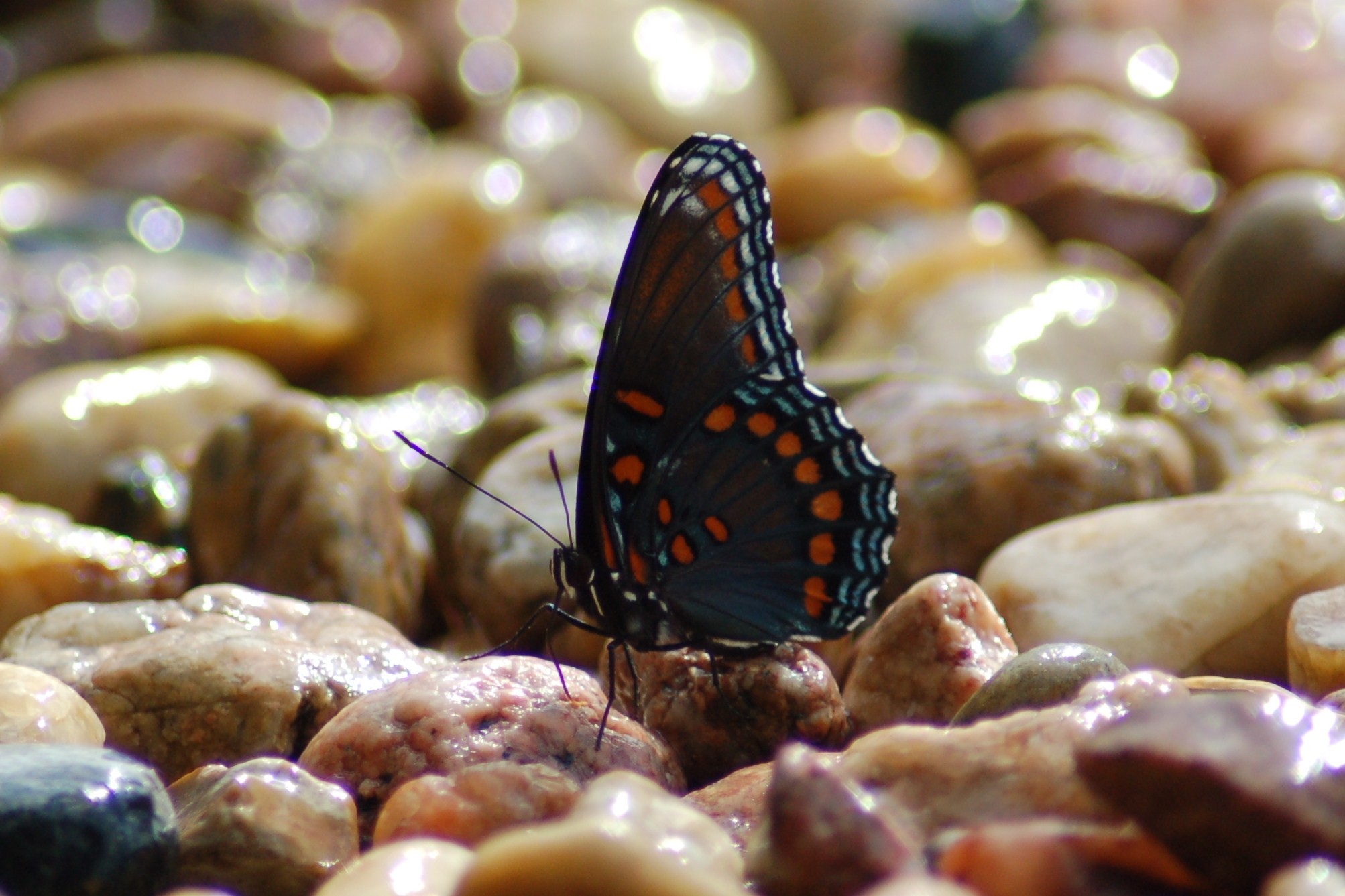2006x1337 Red Spotted Purple Butterfly