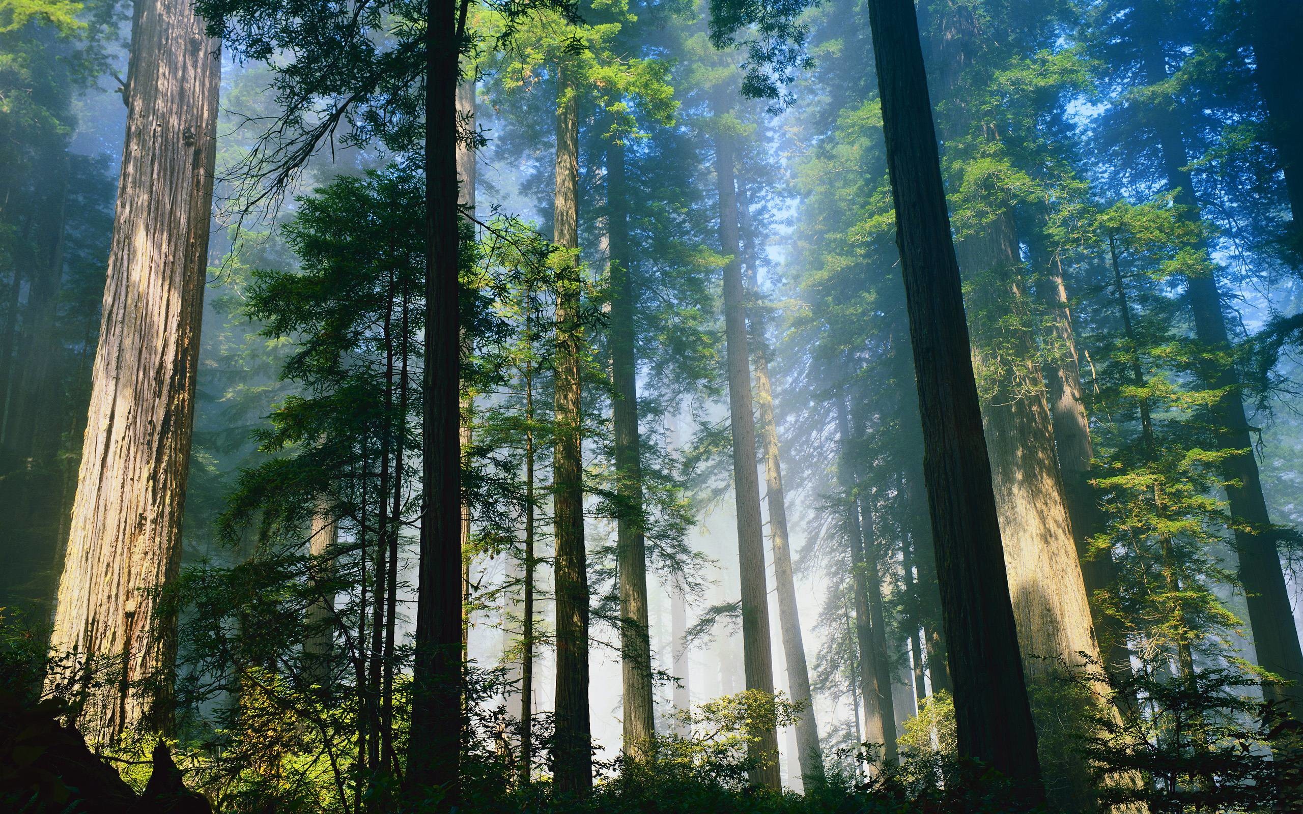 2560x1600 Daily Wallpaper: Redwood Forest | I Like To Waste My Time