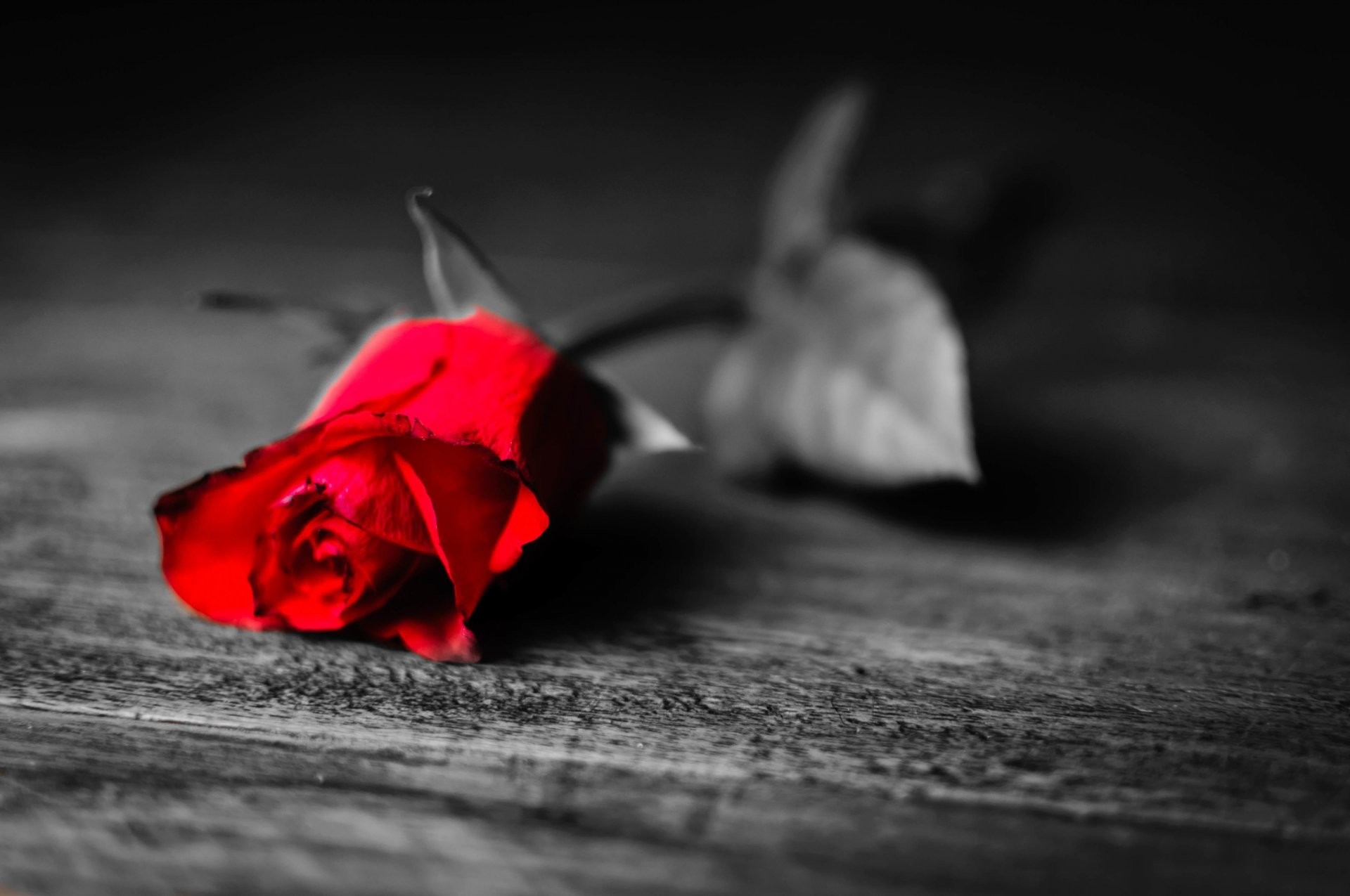 1920x1275 flower rose red petals black and white background loneliness longing leaves  leaf wallpaper widescreen full screen