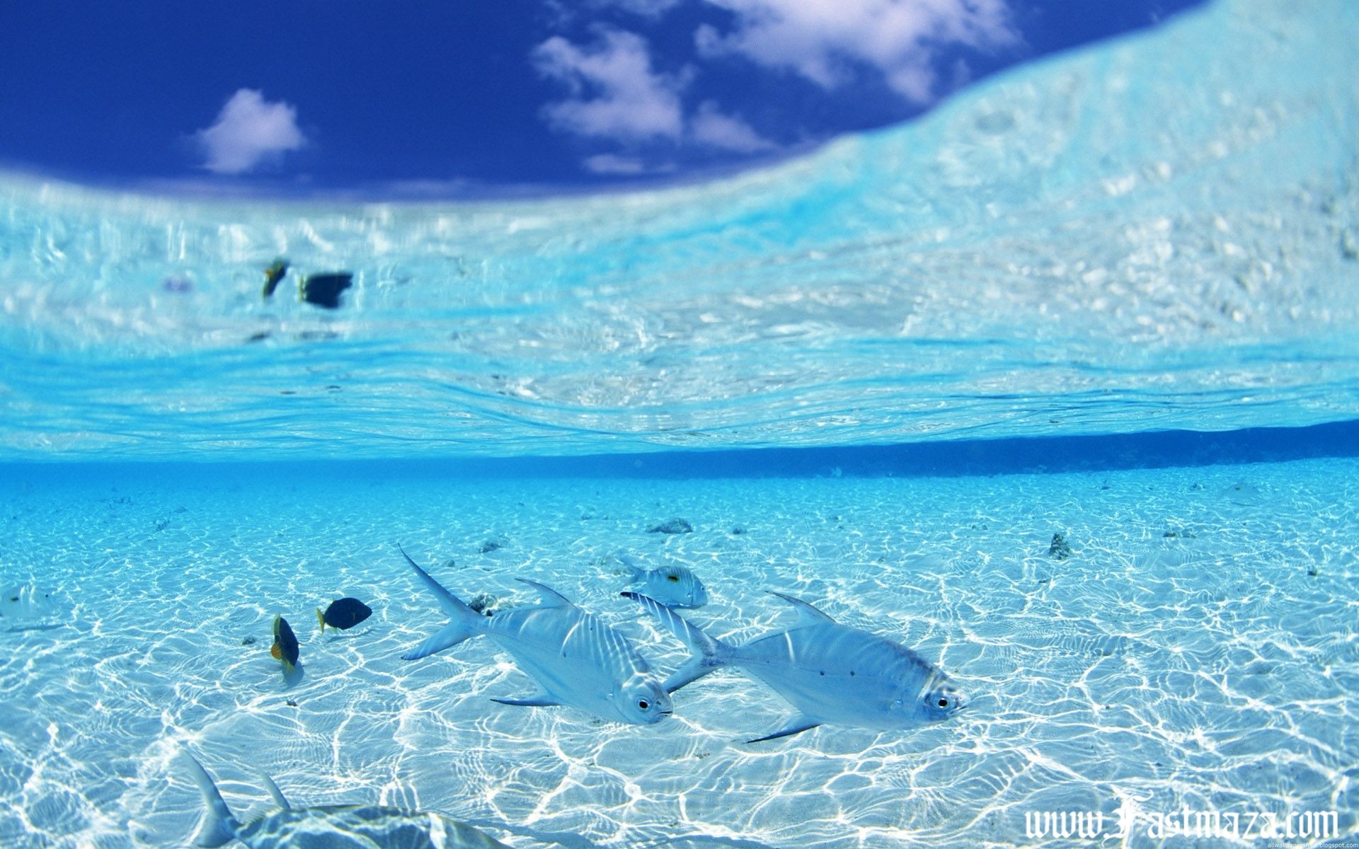 1920x1200 Ocean Life Underwater Hd Wallpapers Collection | Fashion Weeks .