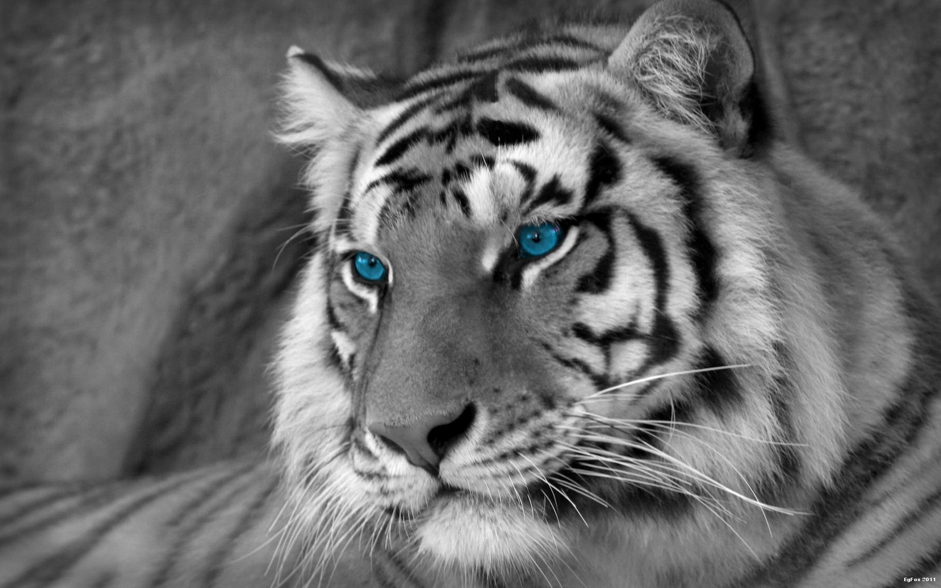 1920x1200 ... 208 White Tiger HD Wallpapers Backgrounds Wallpaper Abyss ...