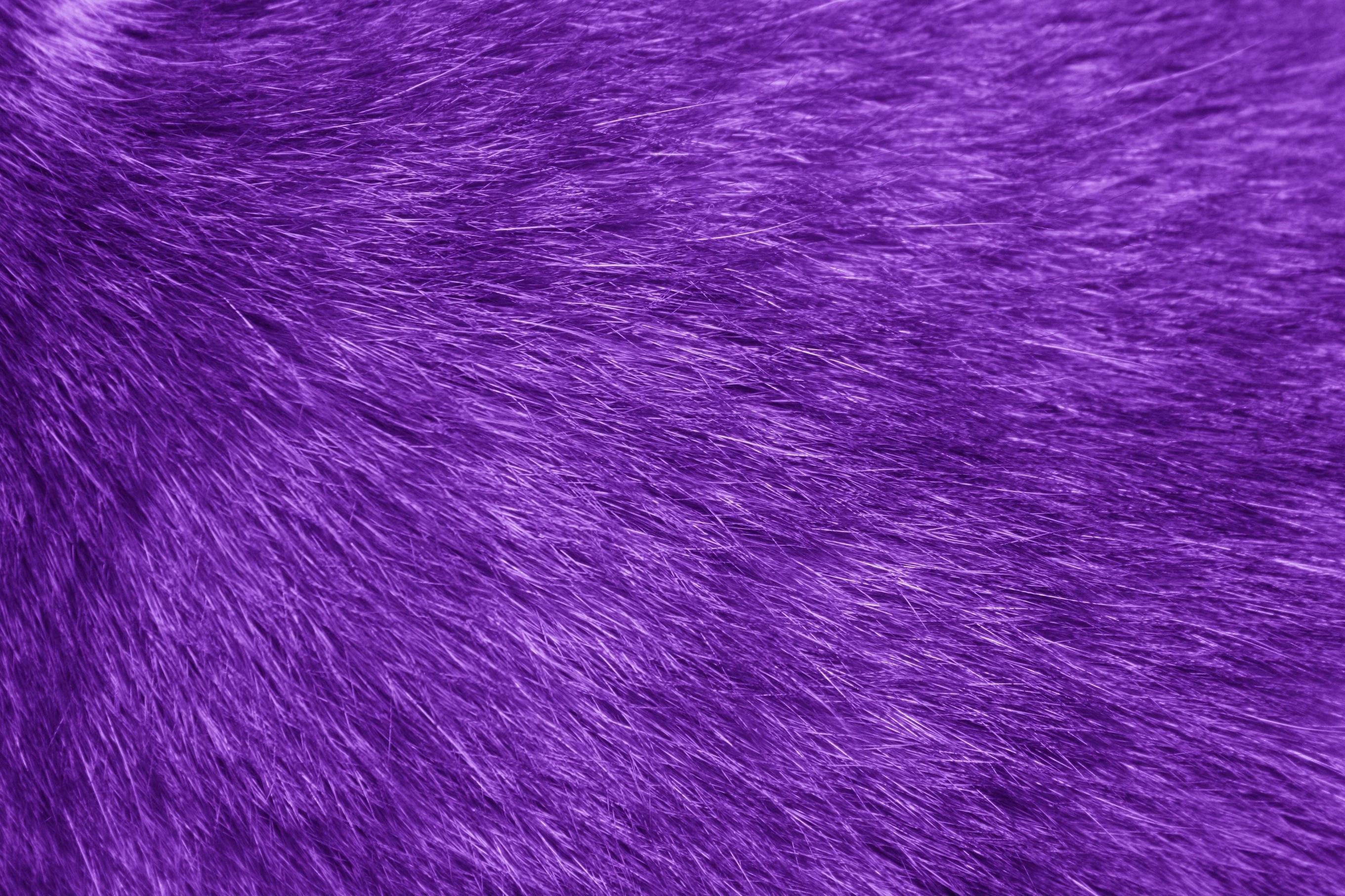 2722x1814 Fur Texture Purple Picture | Free Photograph | Photos Public Domain