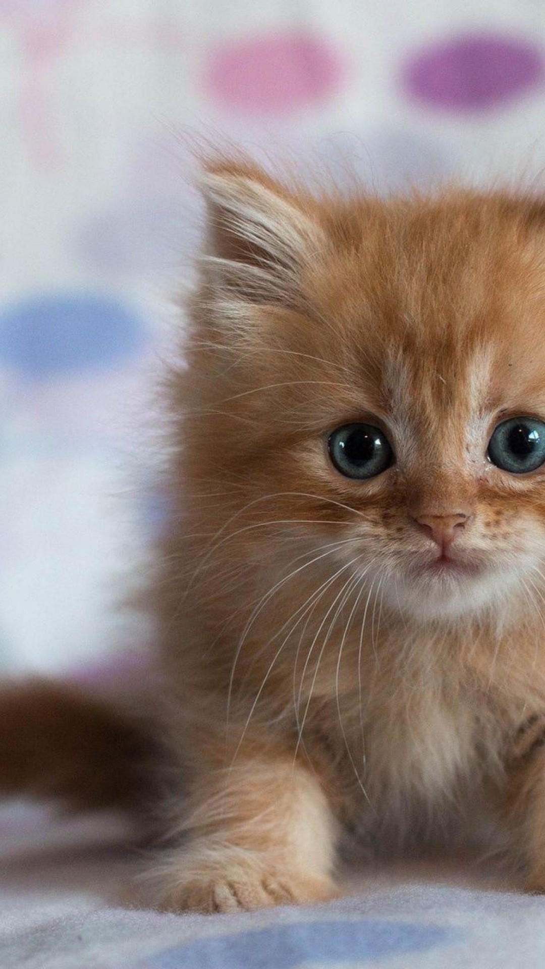 Cute Kitten Pictures Wallpaper (60+ images)