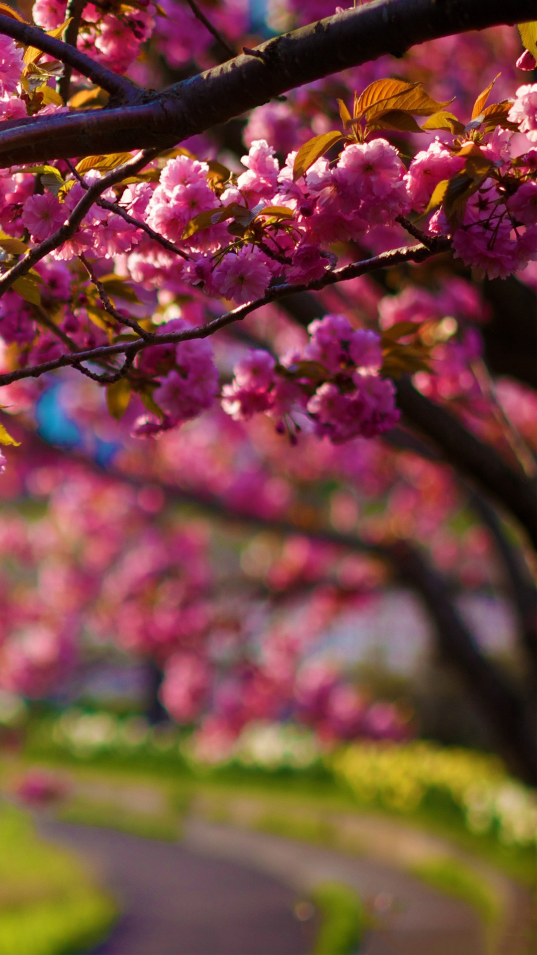 1080x1920  Spring Purple Flowers Tree Alley Bokeh Android Wallpaper .