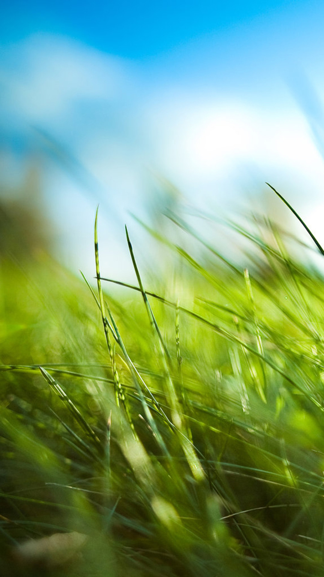1080x1920 Nature Sunny Blue Sku Green Grassland Field #iPhone #6 #plus #wallpaper