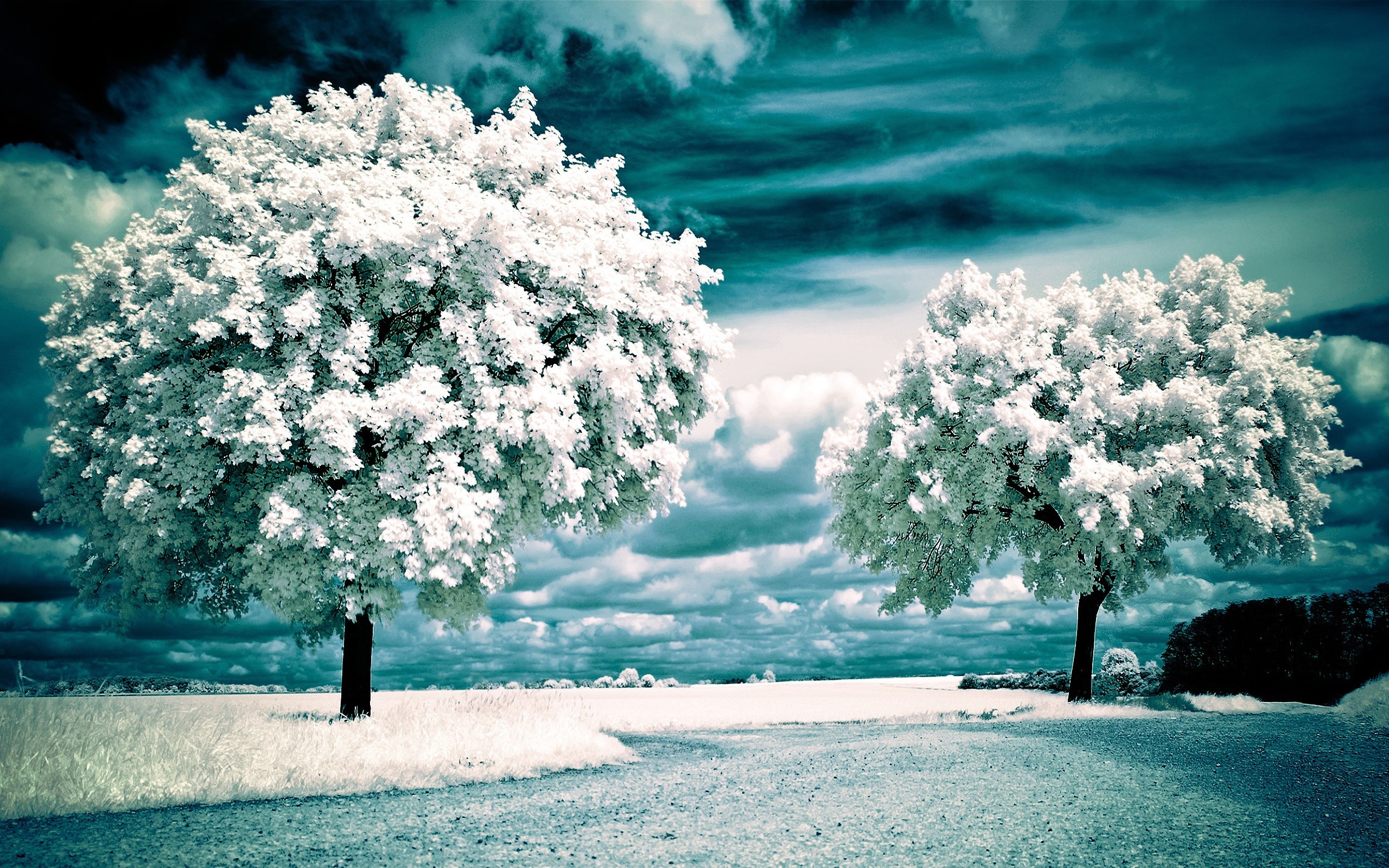 2560x1600 Earth - Scenic Snow Winter Wallpaper