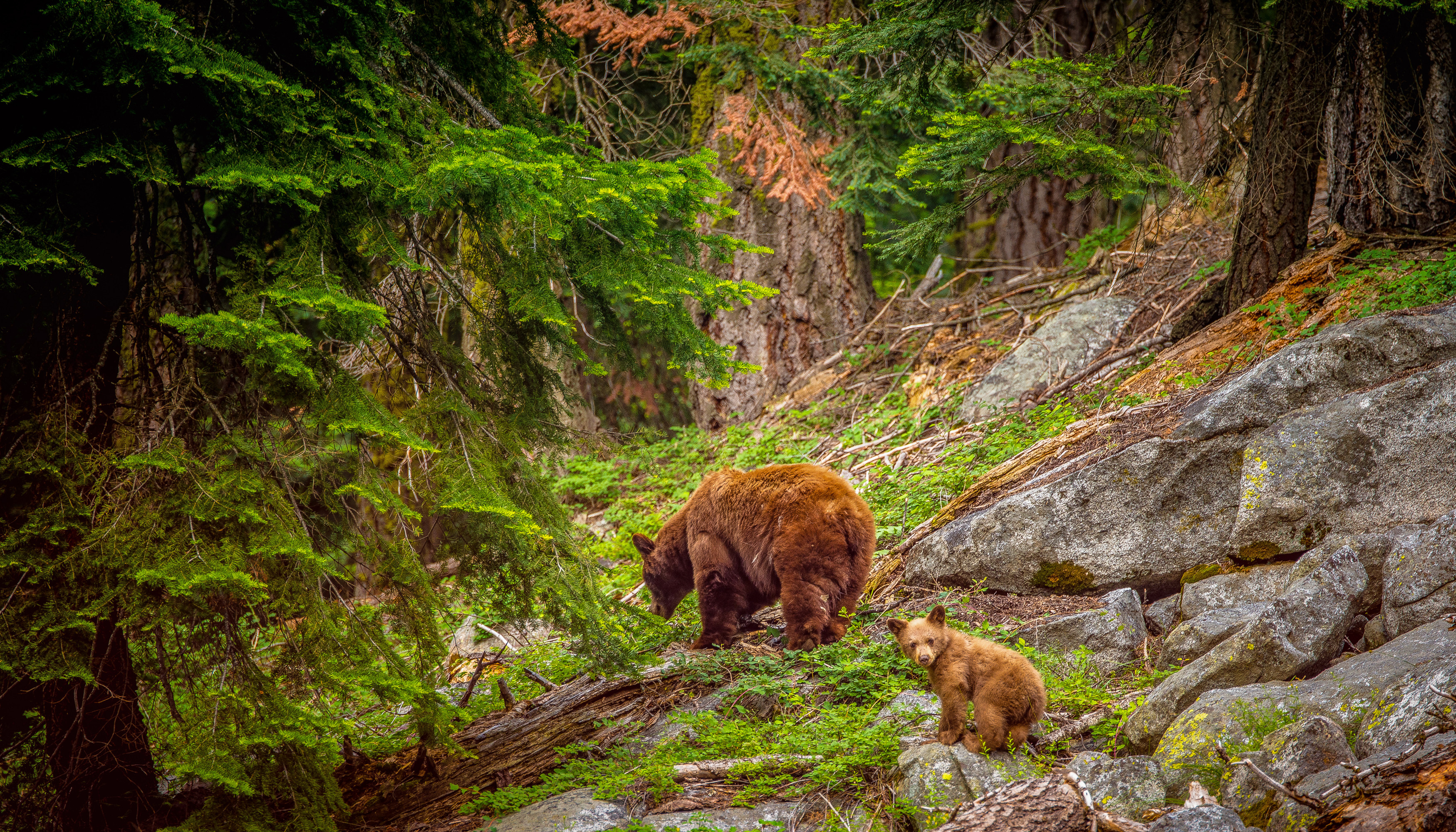 3500x2000 Brown Bears in Sequoia National Park