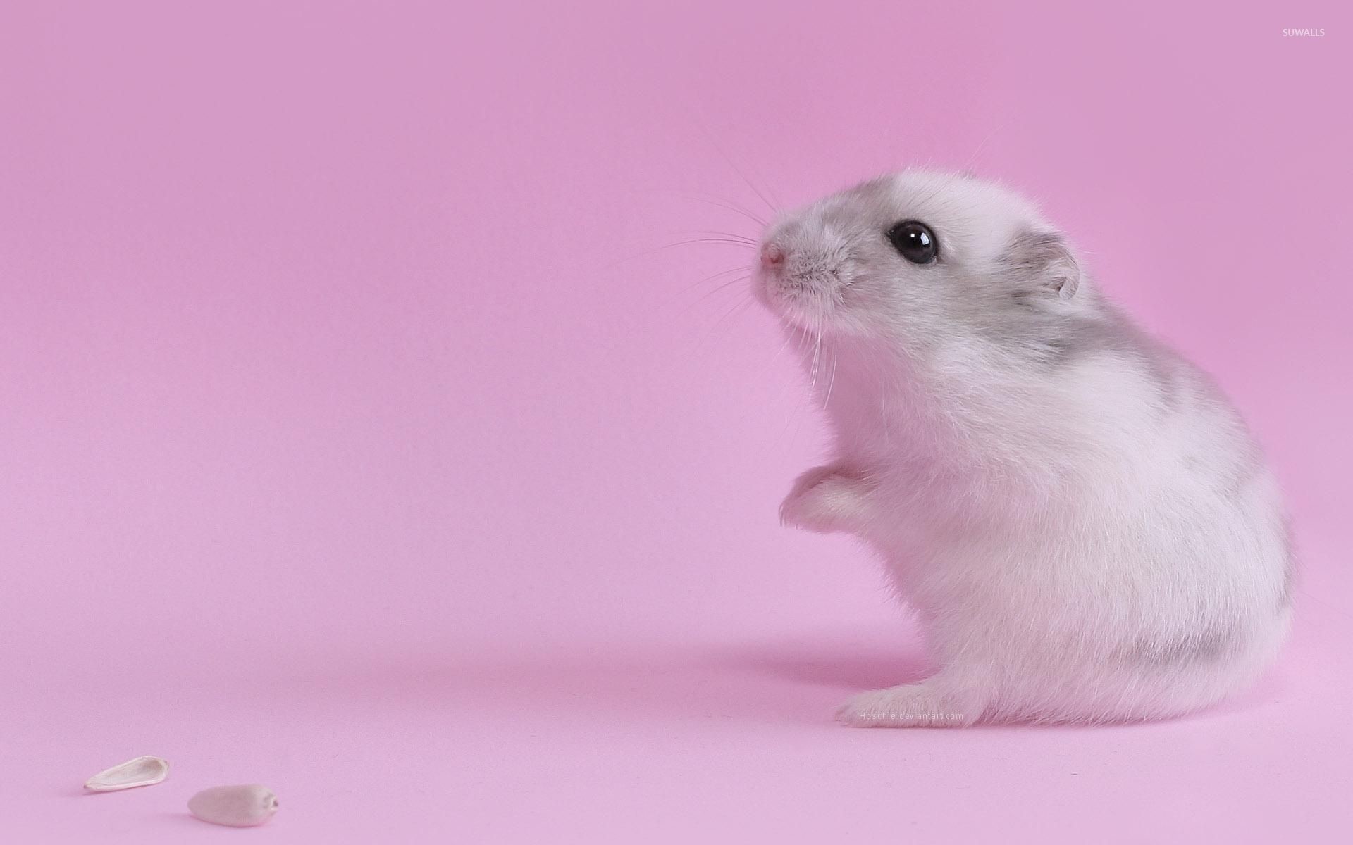 1920x1200 Cute hamster wallpaper  jpg