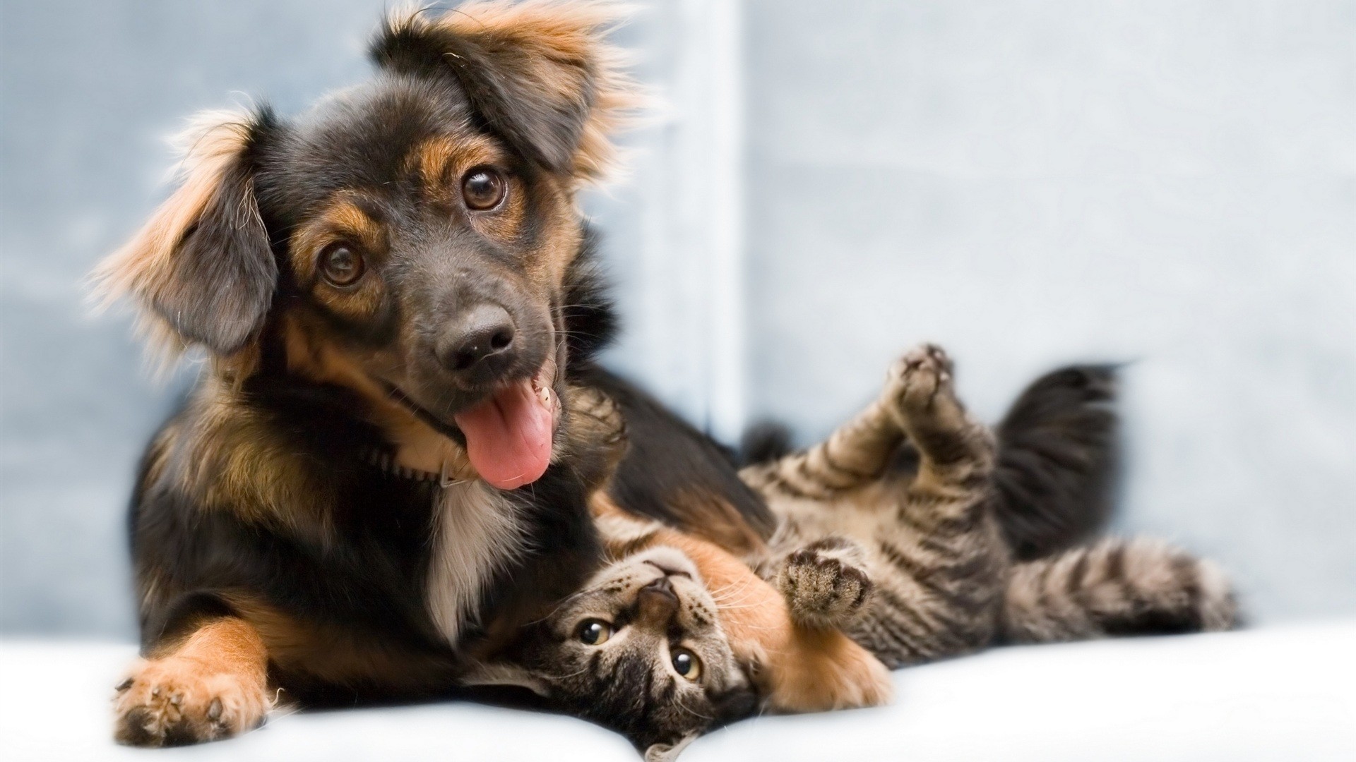 1920x1080 cats and dogs – Friendship | Download Desktop Wallpapers - Suit Up .