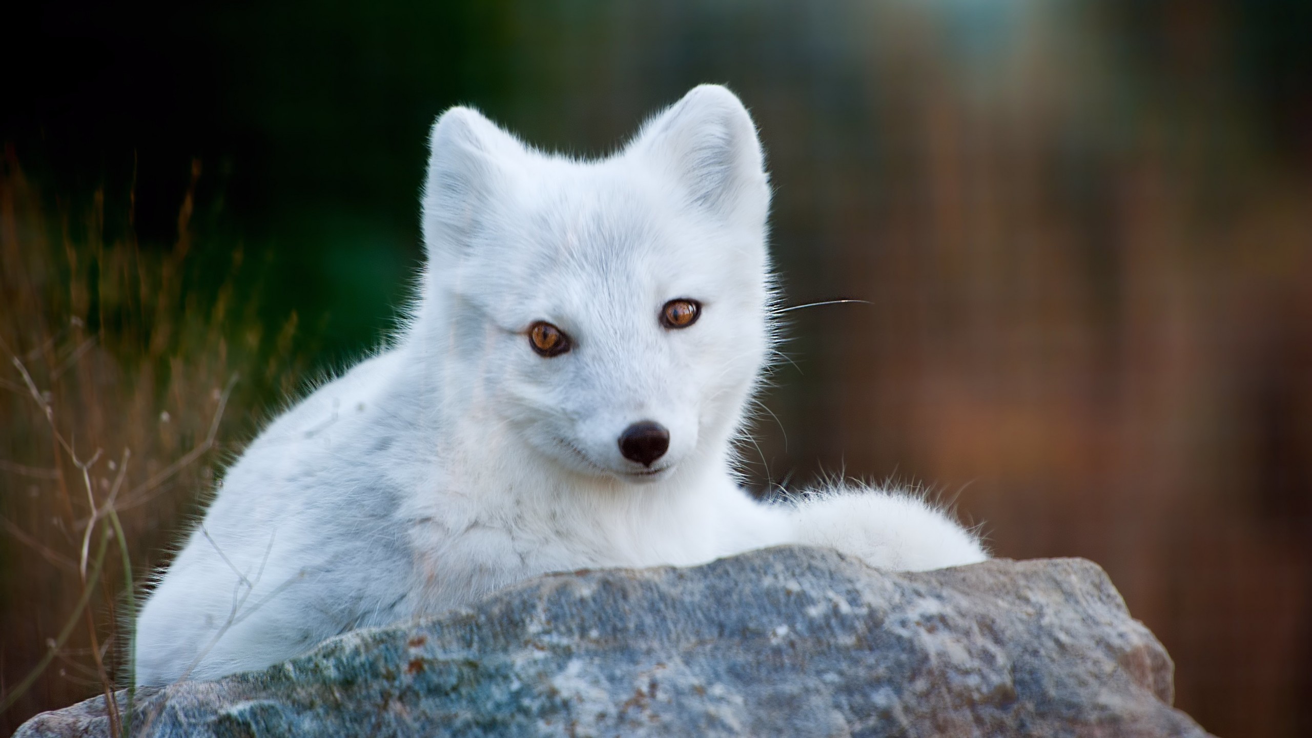 2560x1440 Arctic Fox, White, Cute, Rock