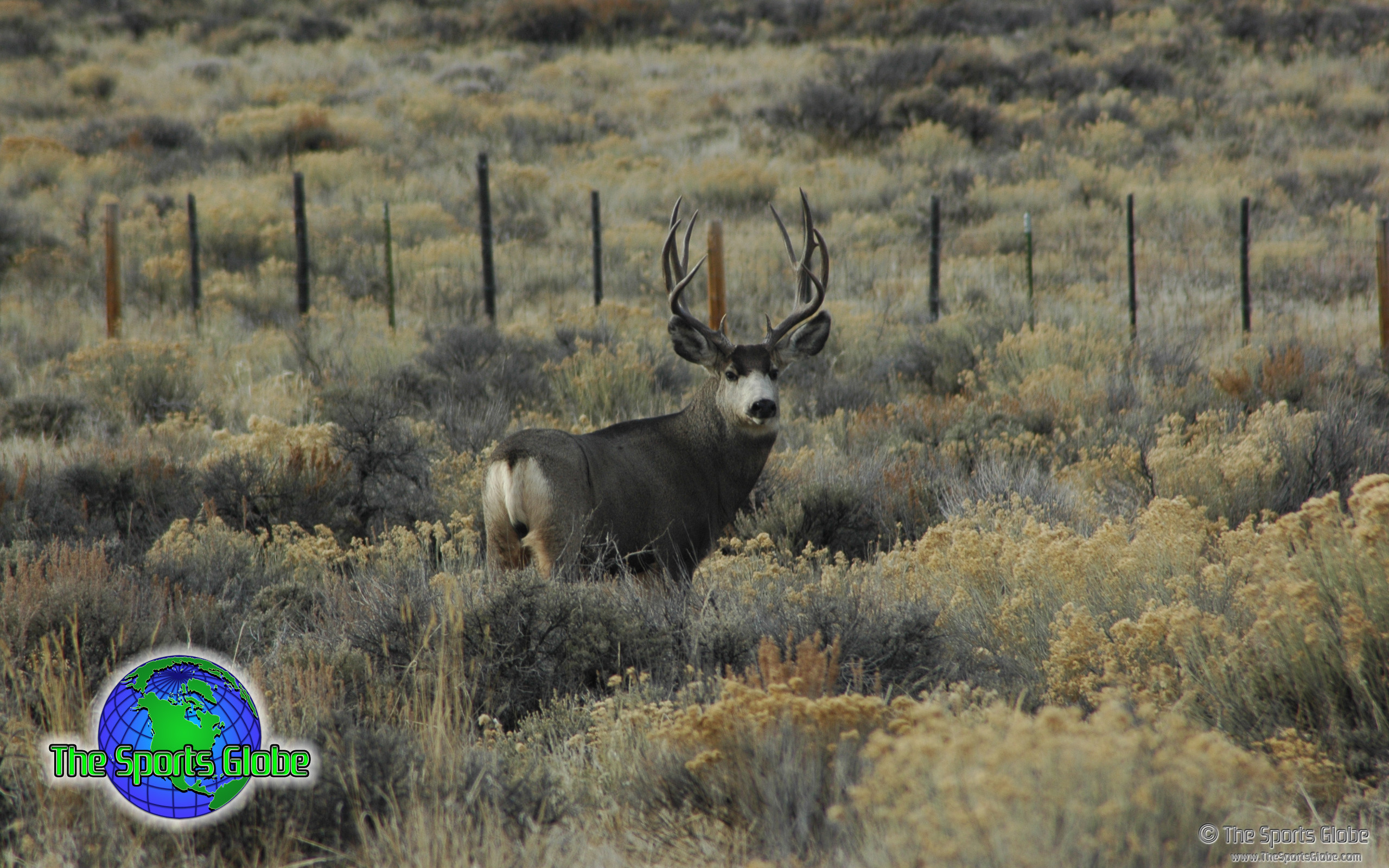 2560x1600 Buck Mule Deer -  Download