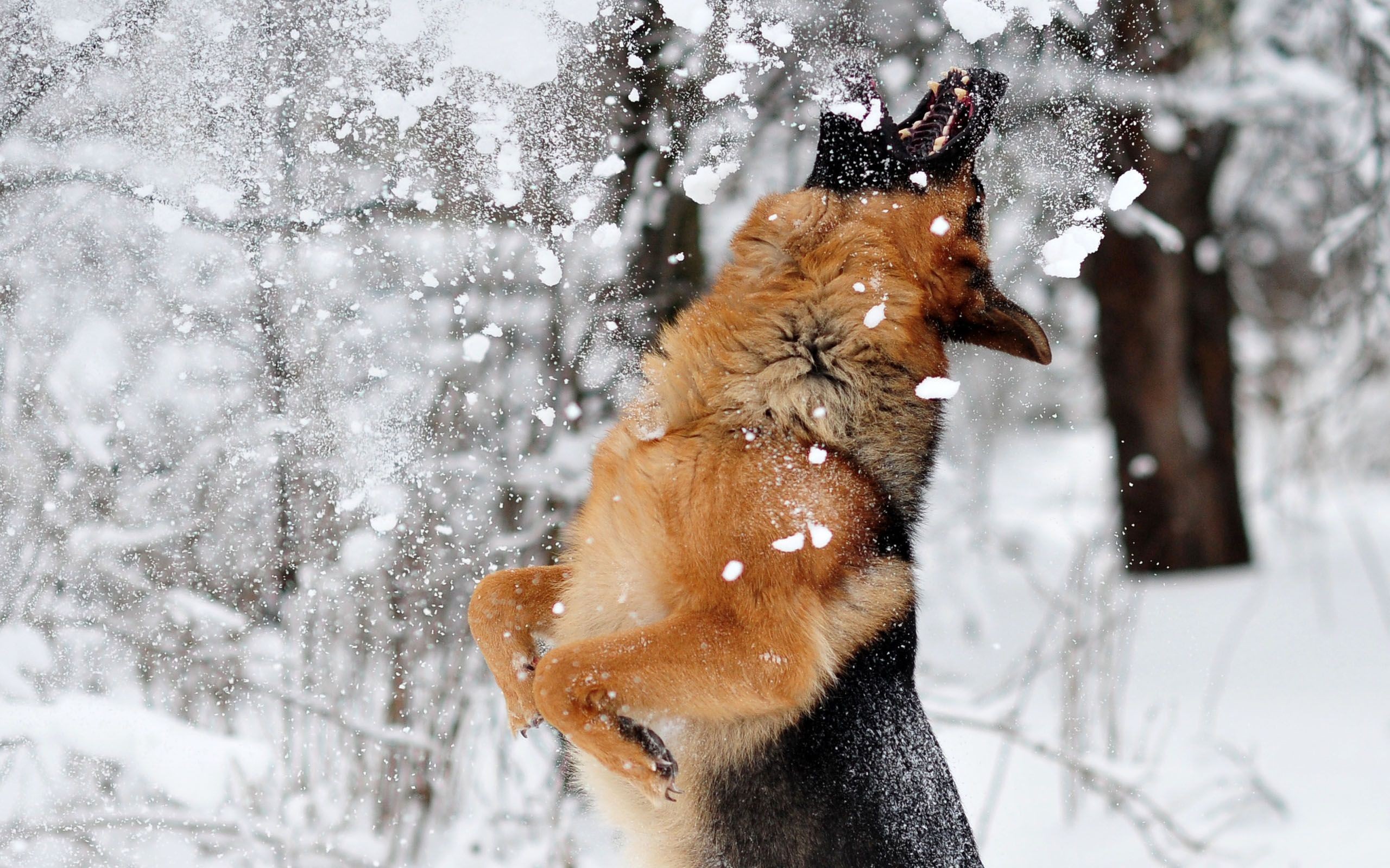 2560x1600 25 best German Shepherd images on Pinterest | German shepherds, German  shepherd puppies and Massachusetts