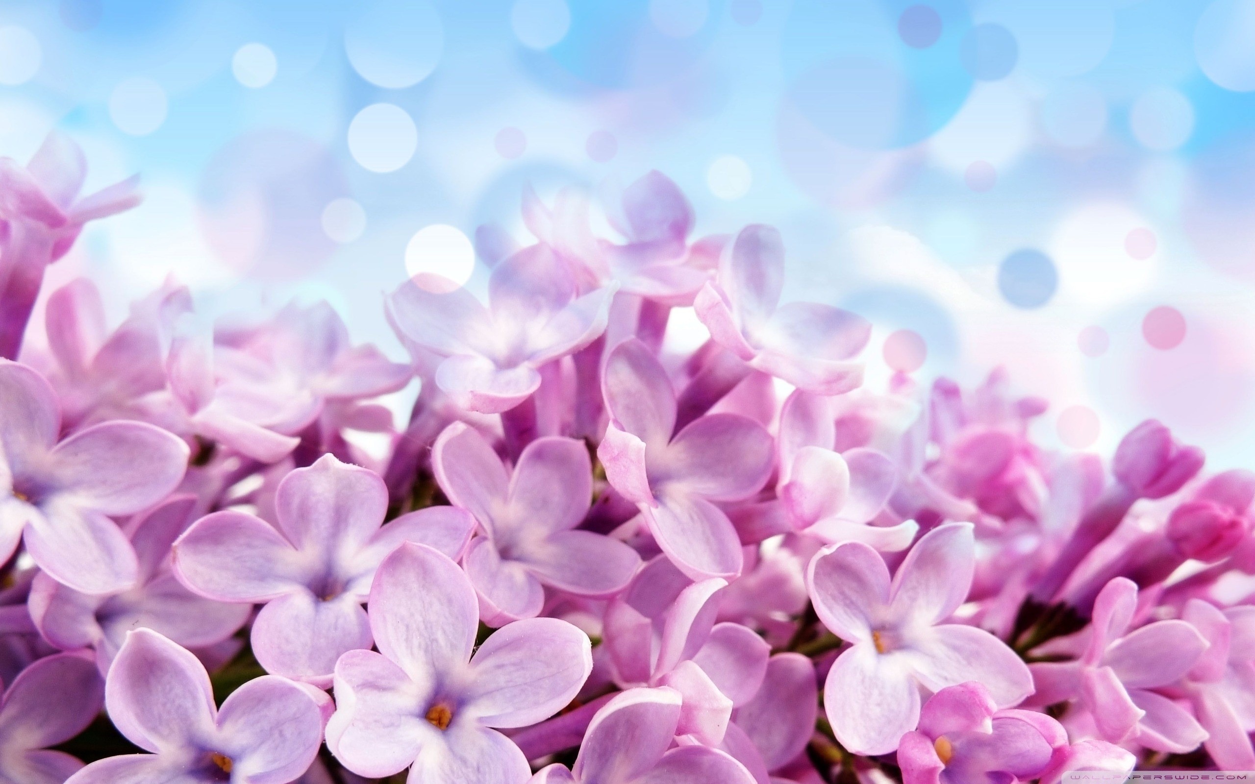 2560x1600 Lilac Wallpapers