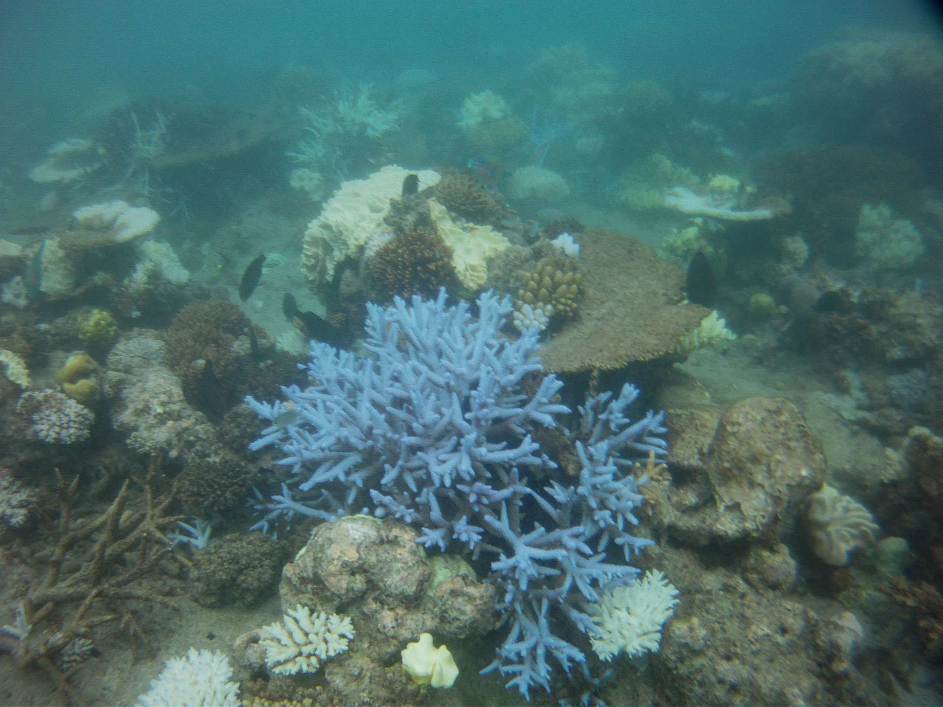 1920x1440 Abenteuer Cairns - Schnorcheln im Great Barrier Reef