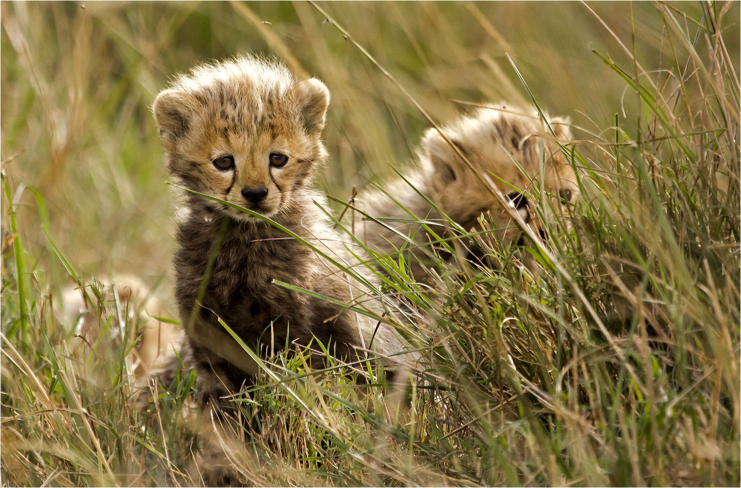 2500x1647 Cheetah with cub wallpapers - HD Tiger | hd wallpapers | mobile wallpaper |  best images