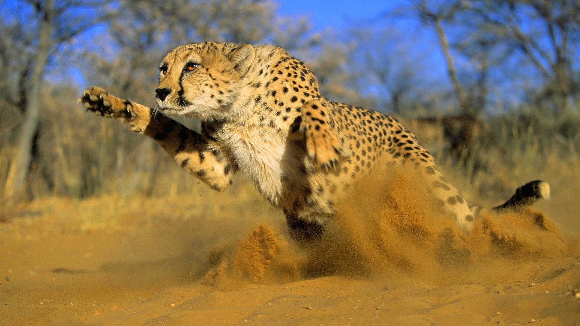 1920x1080 Cheetah Running 853292