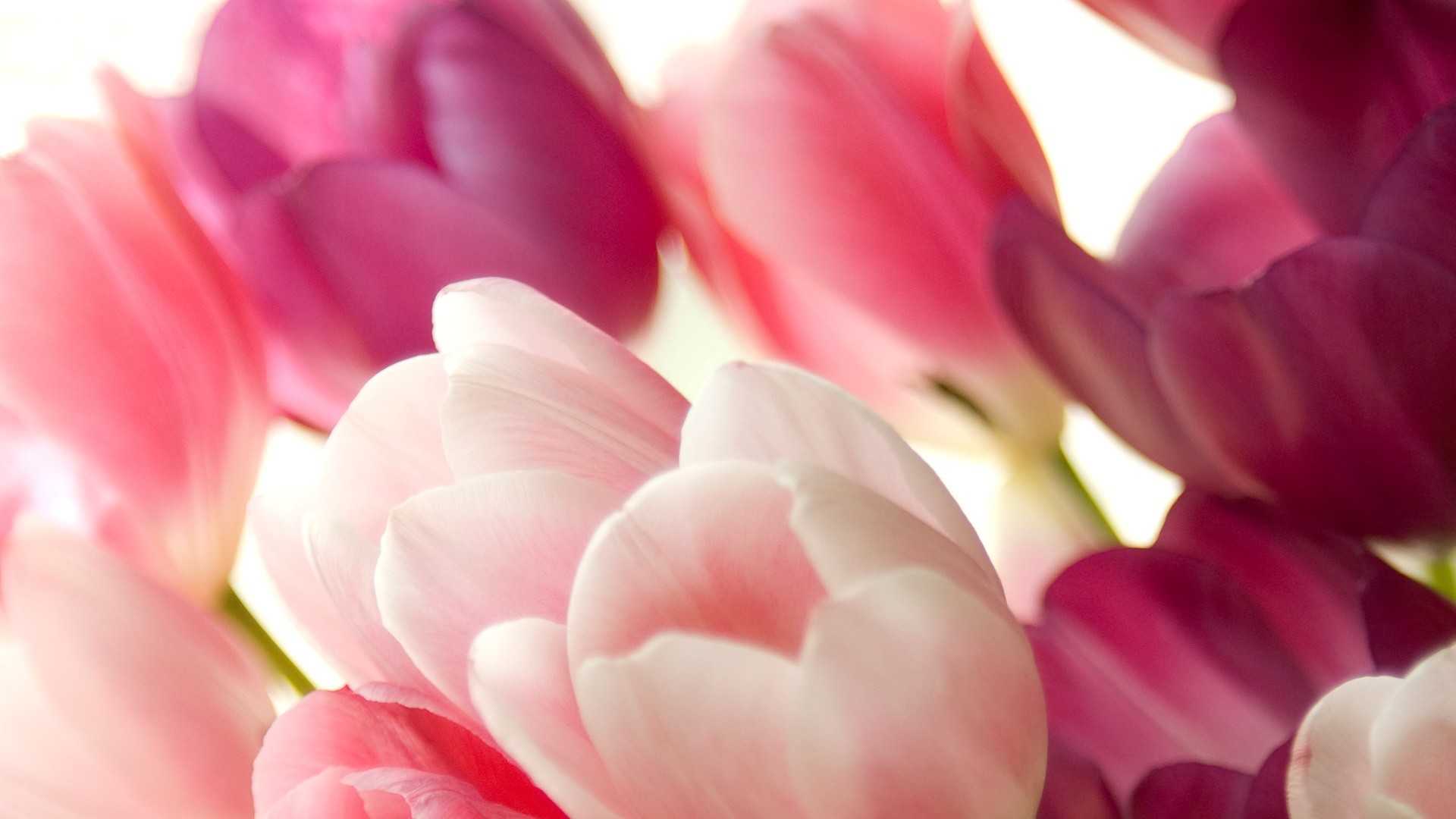 1920x1080 Pink Tulips Wallpapers Wallpaper 1280Ã1024 Tulips Images Wallpapers (45  Wallpapers) | Adorable Wallpapers | Desktop | Pinterest | Tulips flowers  and ...