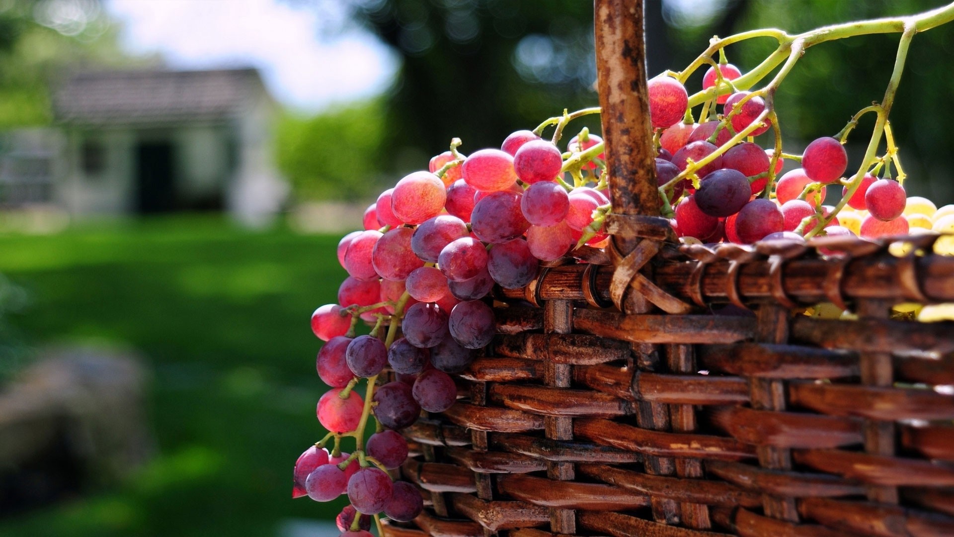 1920x1080 grapes, basket, crop