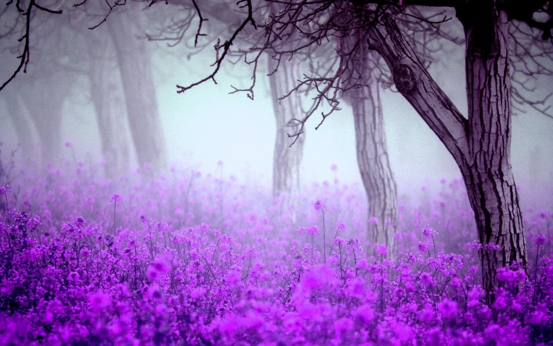 1920x1200 High Quality Fantastic Purple Flowers Wallpaper | Full HD Pictures .