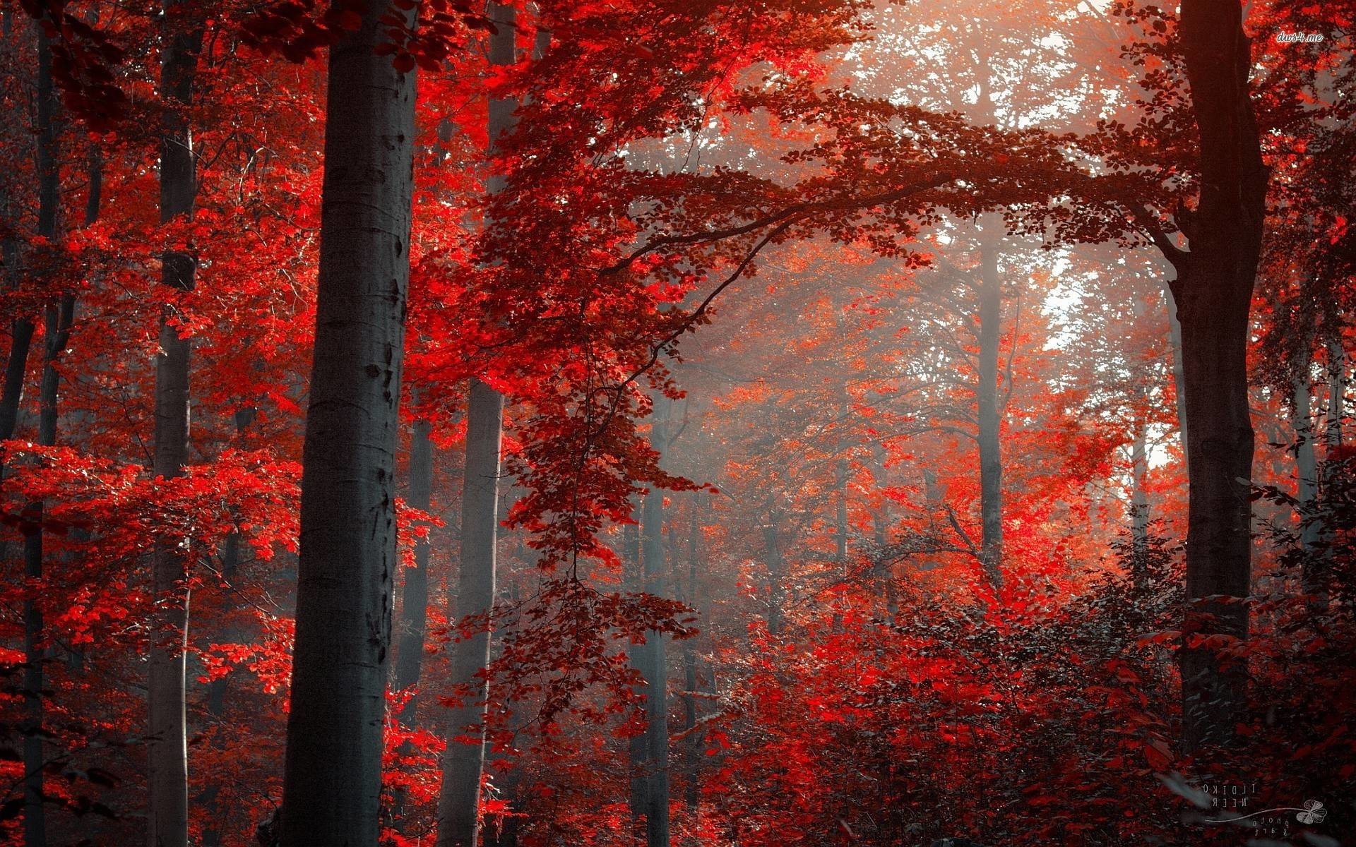 1920x1200 Red Forest HD Wallpapers - HD Wallpapers Inn