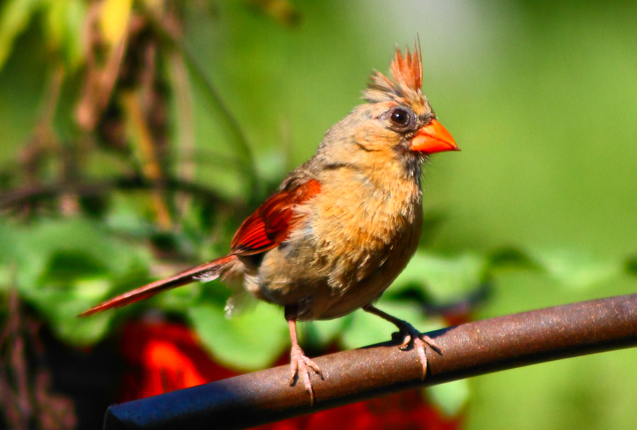2100x1419 Best Iphone Wallpapers Female Cardinal Birds
