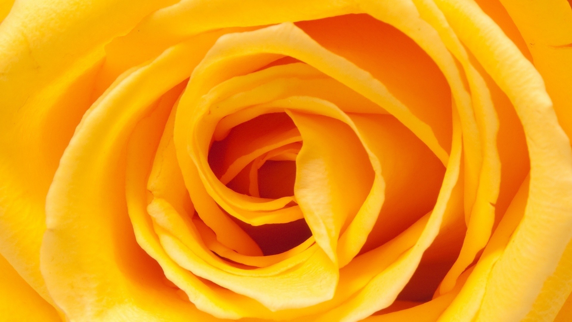 1920x1080 Yellow Rose