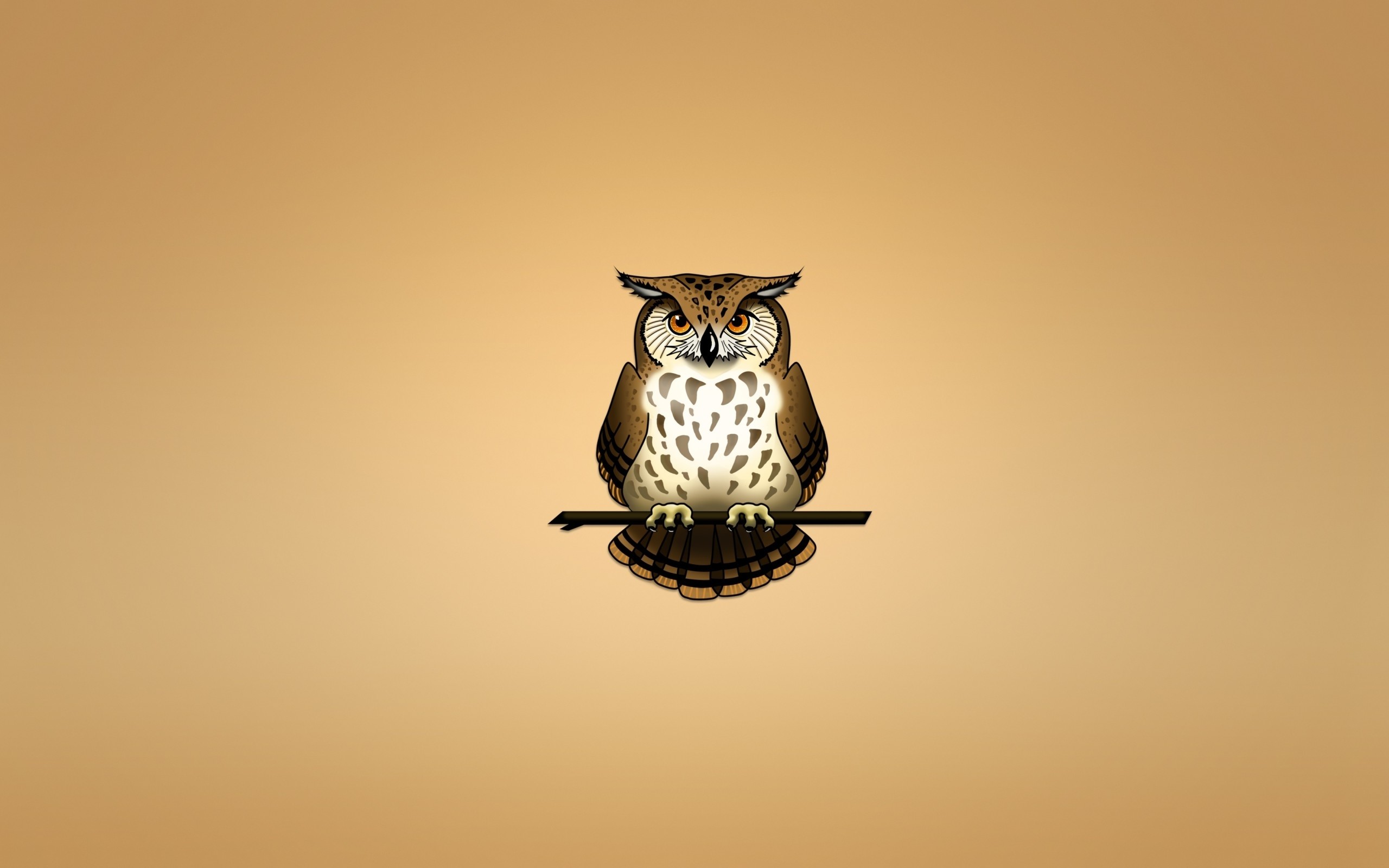 2560x1600 Owl Â· Owl wallpaper