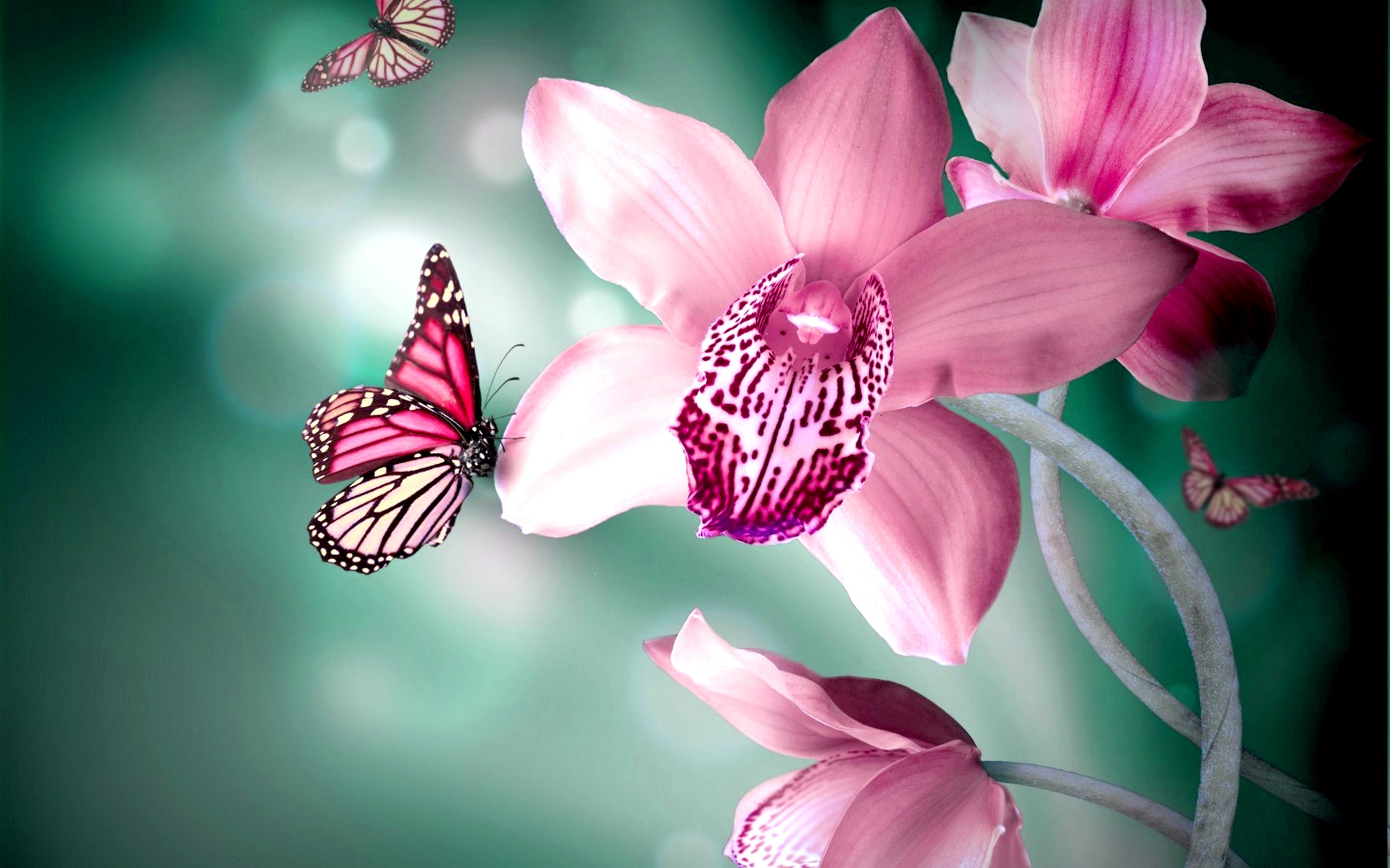 2560x1600 Pink Butterfly Wallpaper Flower - WallpaperSafari
