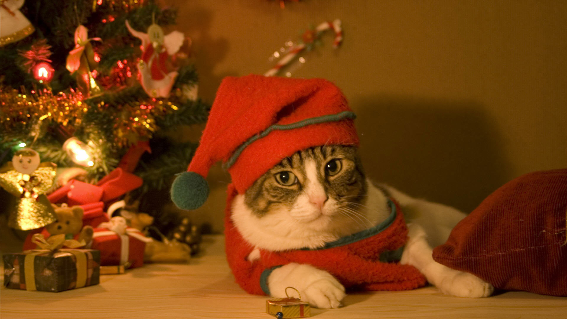 1920x1080 hd-pics-photos-cute-christmas-cat-pets-decorations-