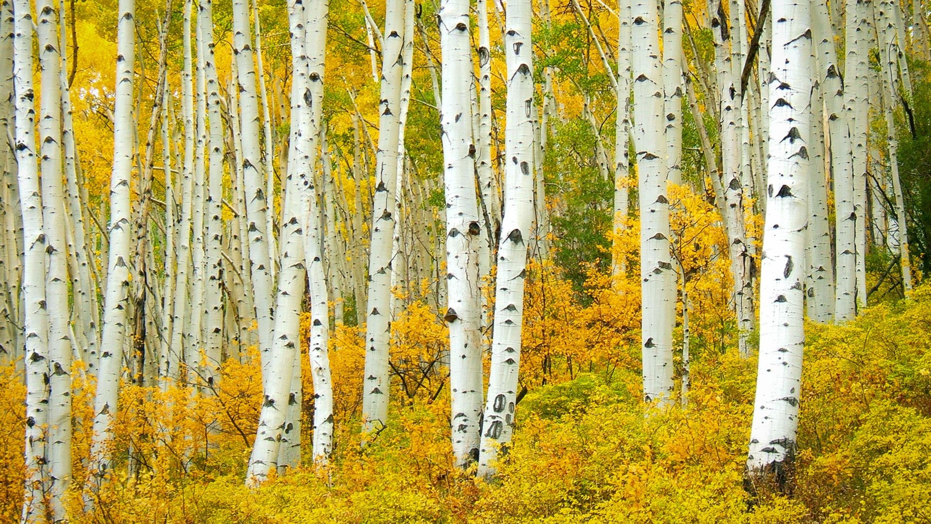 Aspen Tree Wallpaper (54+ images)