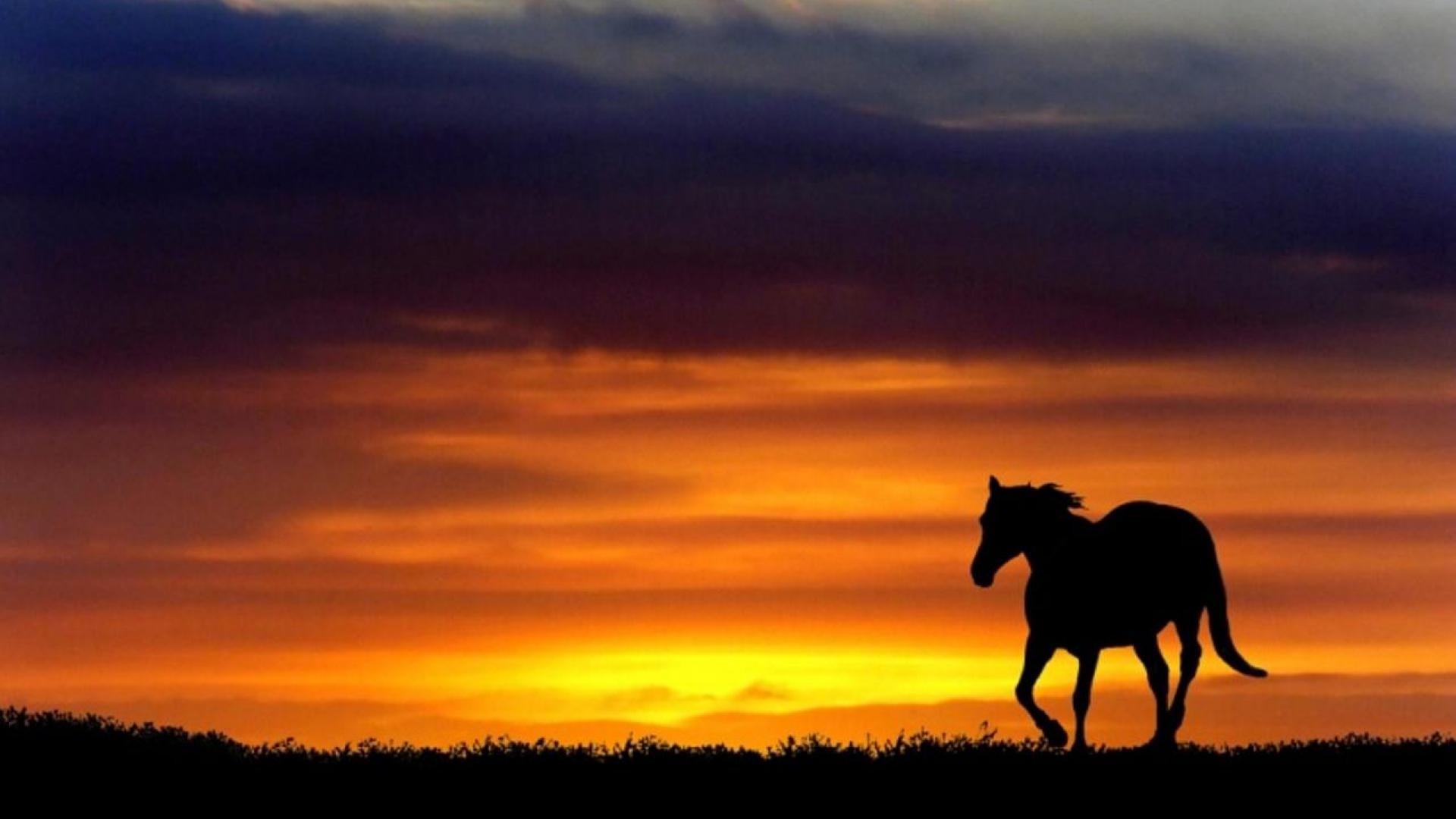 1920x1080 free sunset wallpapers for desktop Free Horse Sunset Wallpaper Hd  Resolution Â« Long Wallpapers