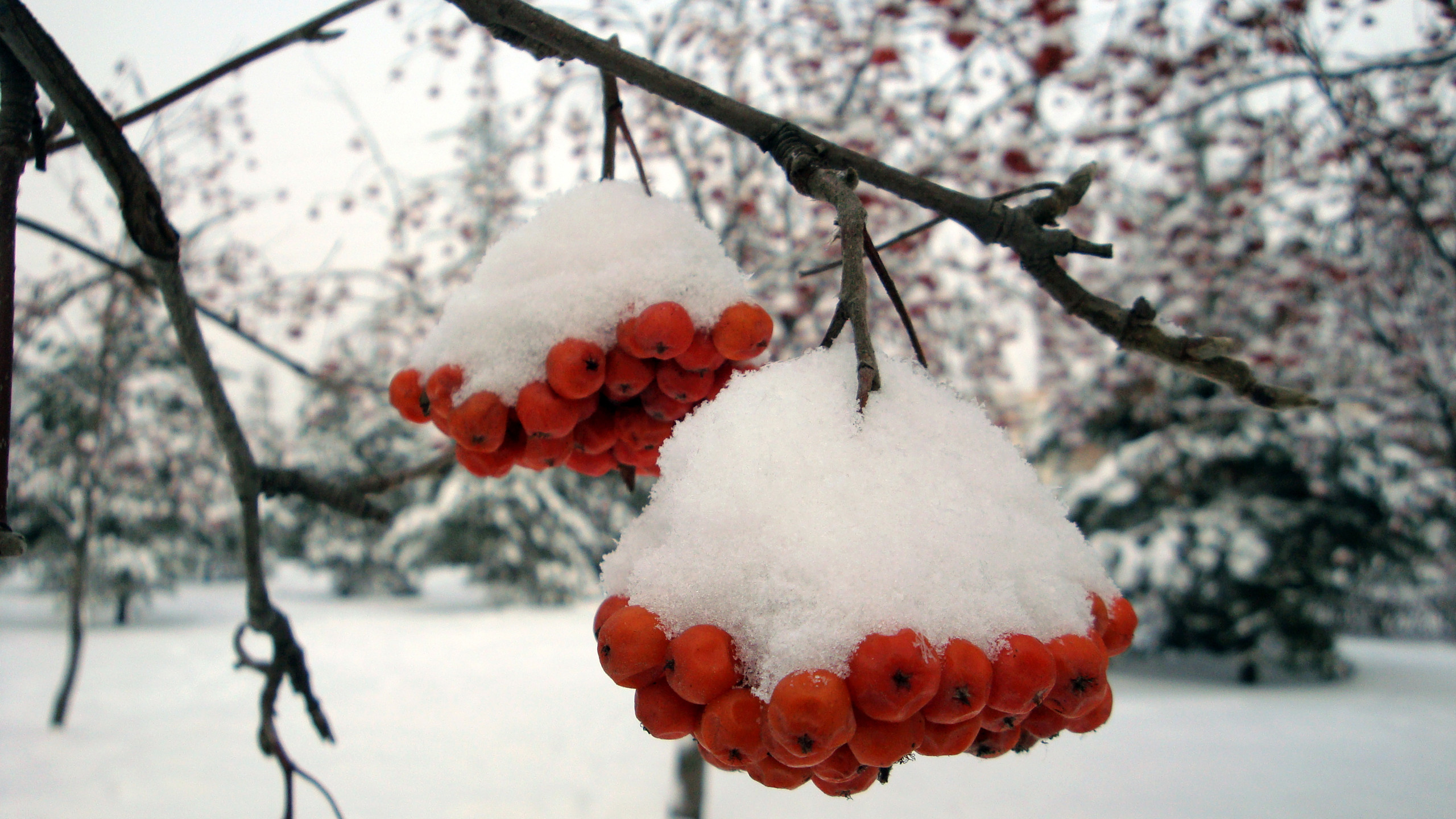 2560x1440 Ashberry with snow wallpapers and stock photos