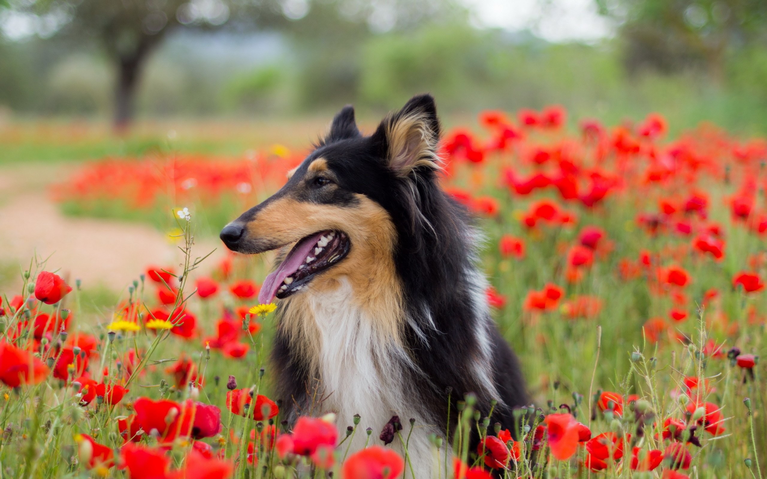 2560x1600 dog, doggy, pet, spring, meadow, flowers, flower, mobile phone, mac,  lovely,hd wallpaper,_x Wallpaper HD