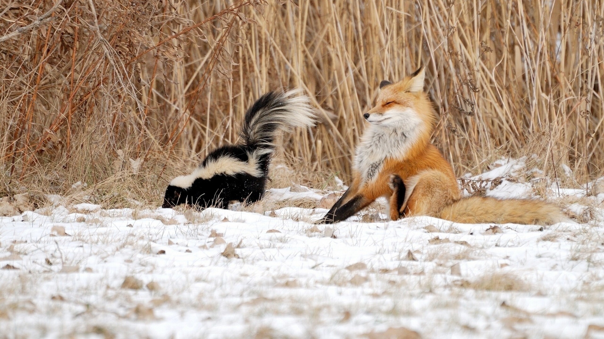 1920x1080 Animals, Funny Animals, Winter, Nature, Skunk, Fox, Skunk And Fox