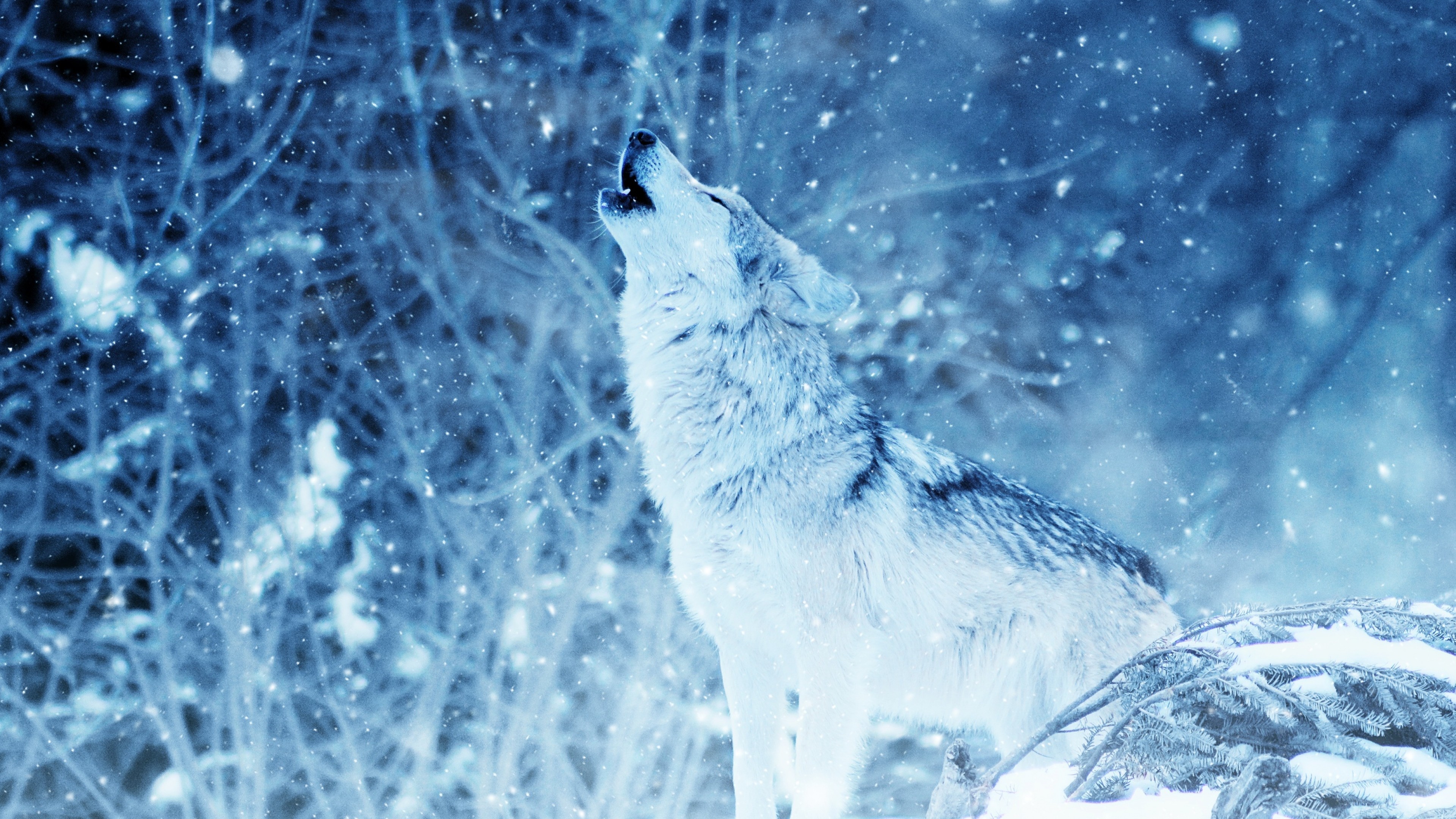 Wolf Backgrounds for Desktop (64+ images)