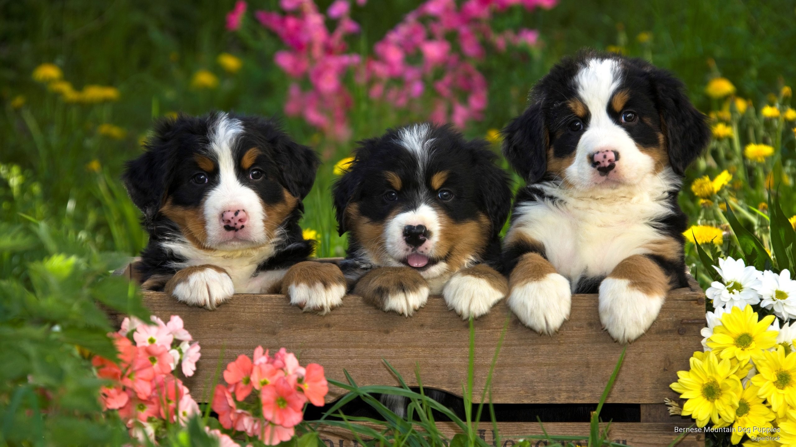 2560x1440 Bernese Mountain Dog Puppies Flower House Wallpaper