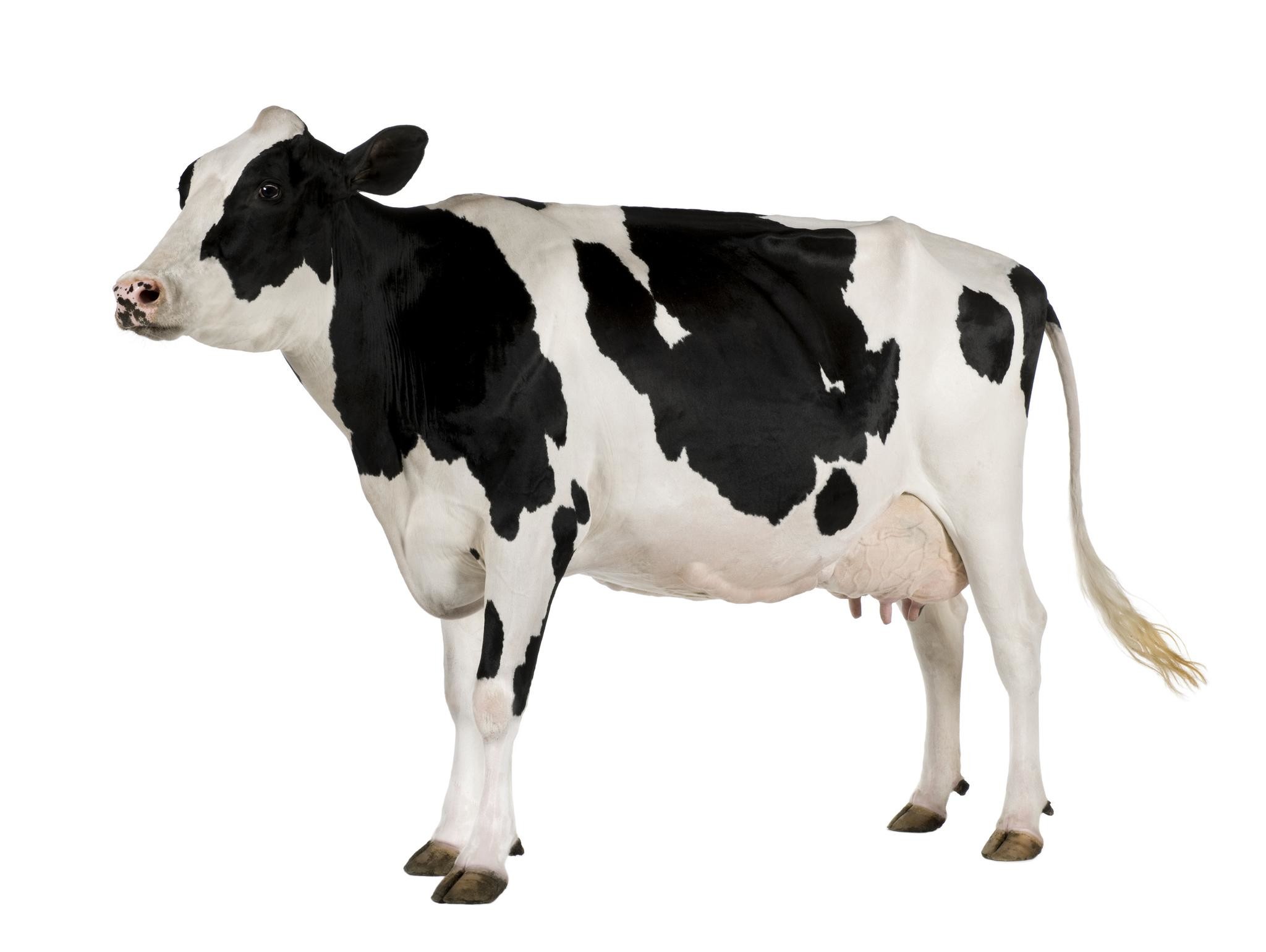 2048x1540 Sketch Seamless Pattern Of Funny Cows Vector Art | Thinkstock Milk Cow  Wallpaper ...