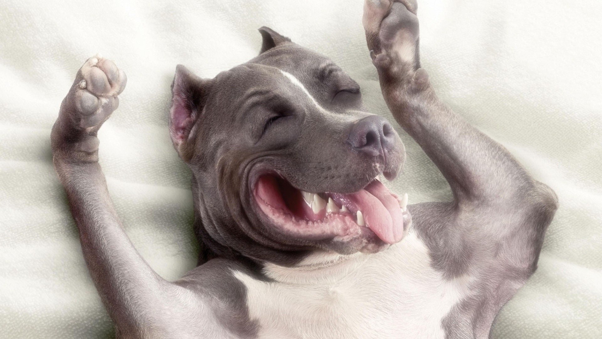 1920x1080 Pitbull Dog New Wallpapers | Pitbull Dog Pictures |
