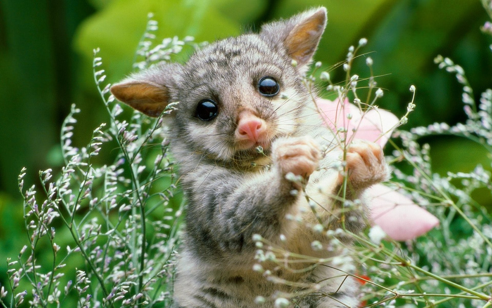 1920x1200 Cute Baby Animals Wallpapers - Android Apps on Google Play ...