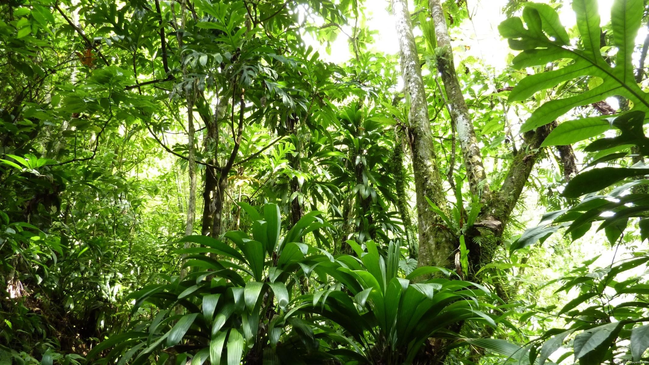 2132x1200  Images For > Rainforest Background