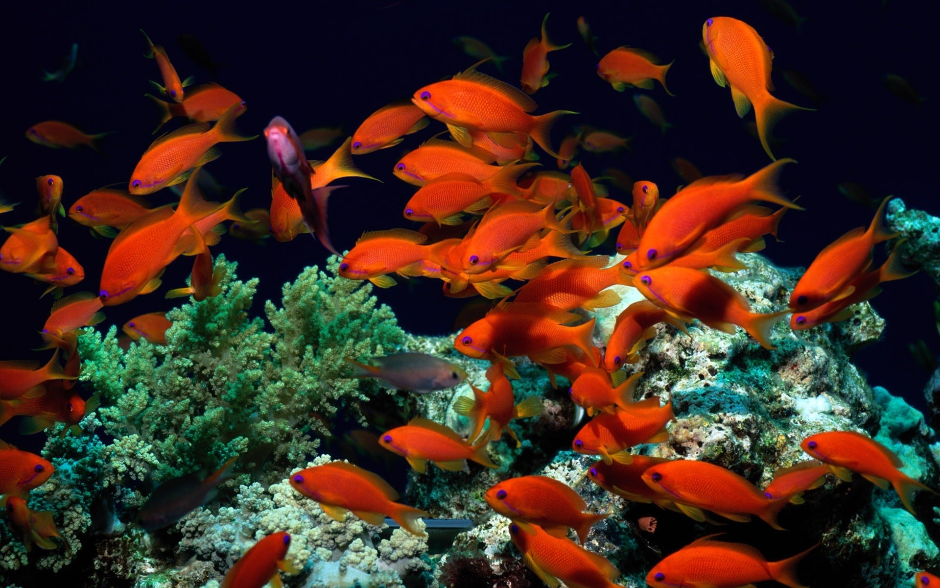 1920x1200 coral-reef-fish-