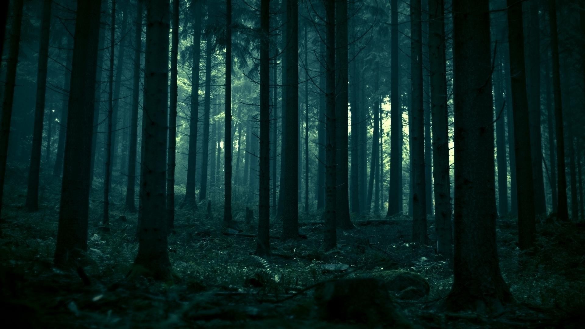 1920x1080 1920 x 1080 px free screensaver wallpapers for dark forest by Camden Ross  for - TWD