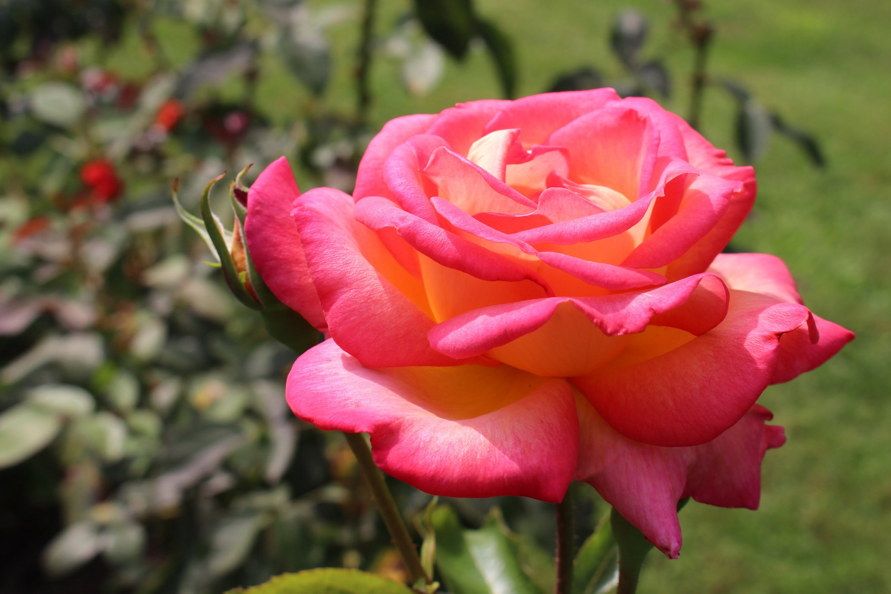 2910x1940 top 18 most beautiful rose flowers feedintro most beautiful rose flower  pictures