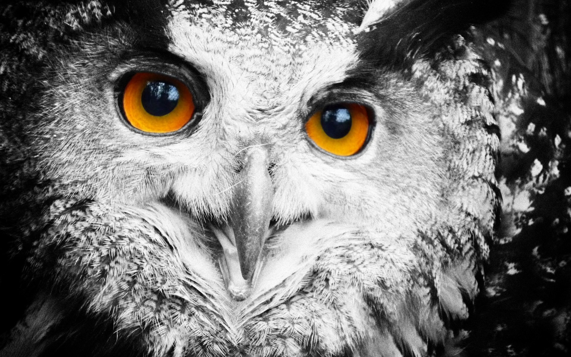 1920x1200 Cool Owl Wallpaper images