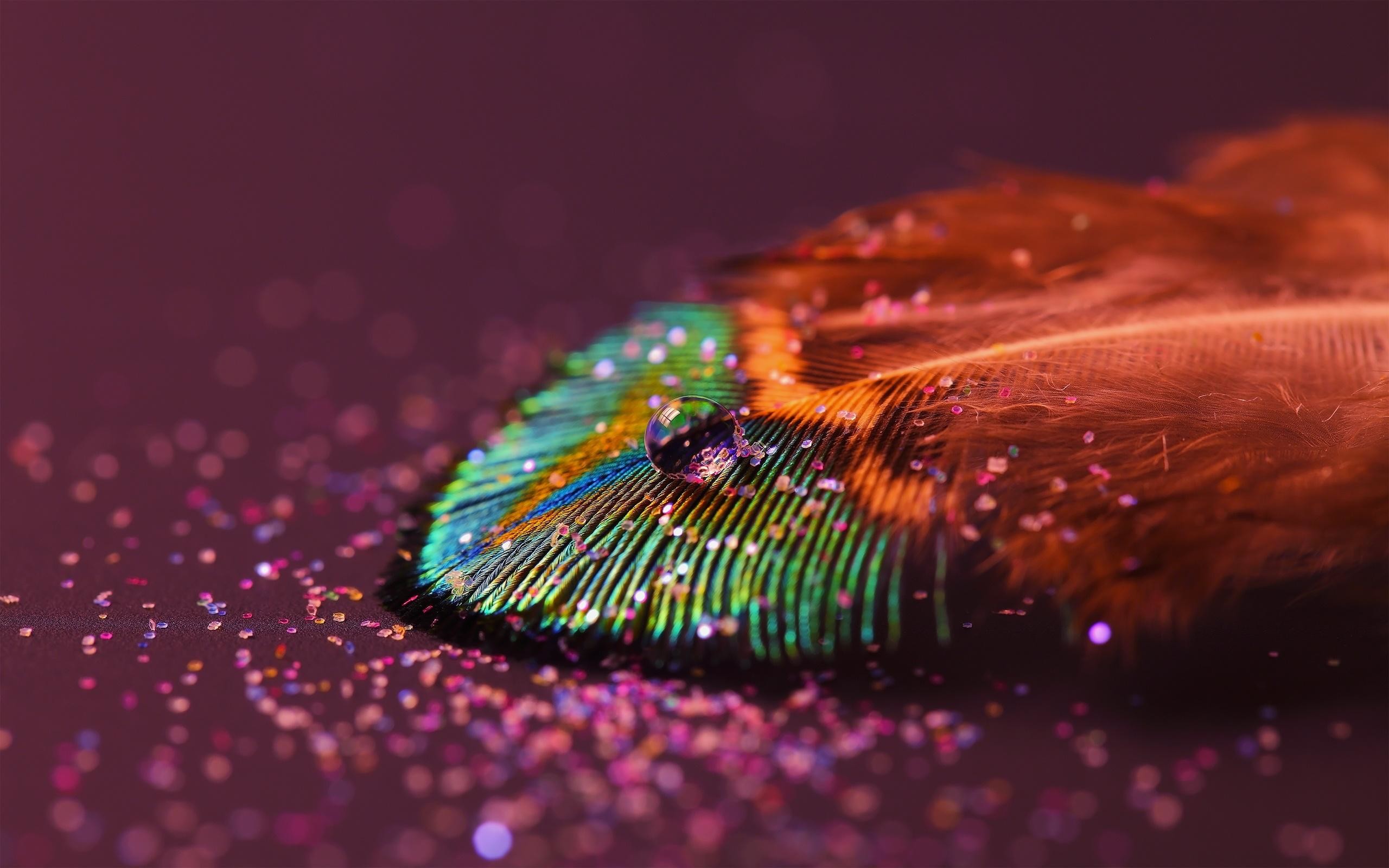 2560x1600 peacock feather with flute wallpaper #1005916