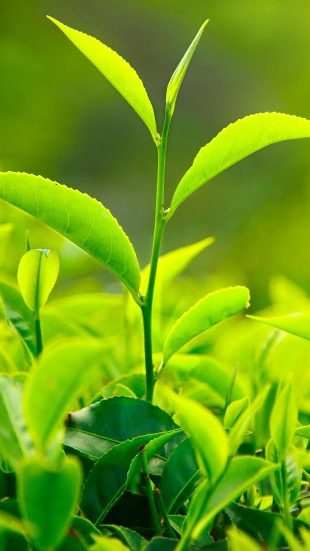 1080x1920 nature fresh vitality tea leaf bud close up iphone 6 wallpapers