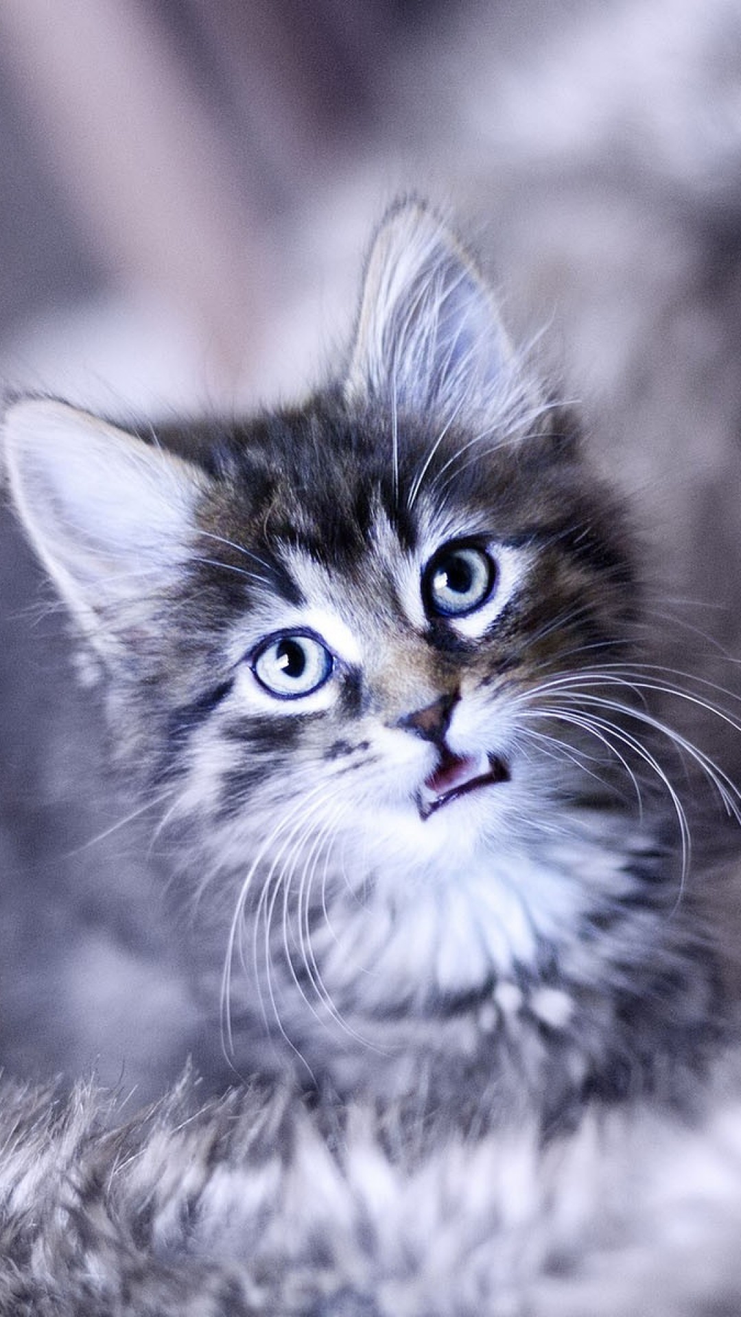 1080x1920  Wallpaper kitten, crying, face, furry, cat